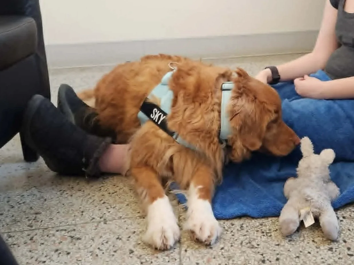 Un chien retriever de la Nouvelle-Écosse et son lapin en peluche couchés ensemble sur le sol, sur les jambes d'une personne. Le chien porte un harnais marqué 'SKY'.