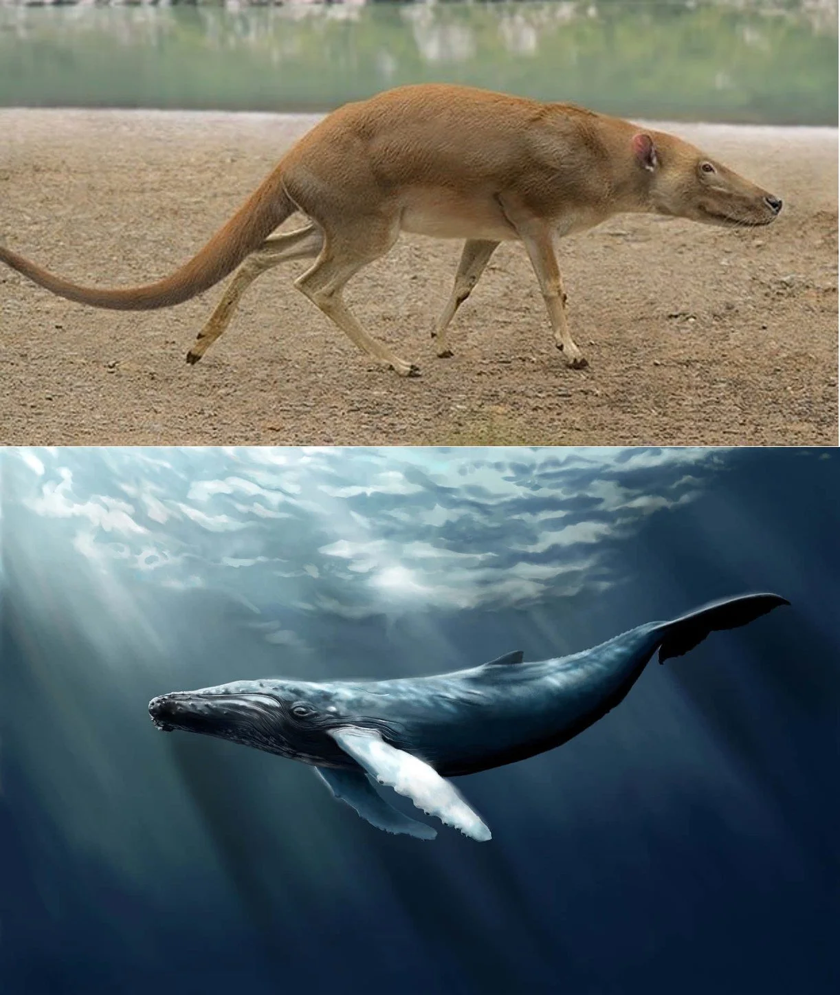 whale.jpg