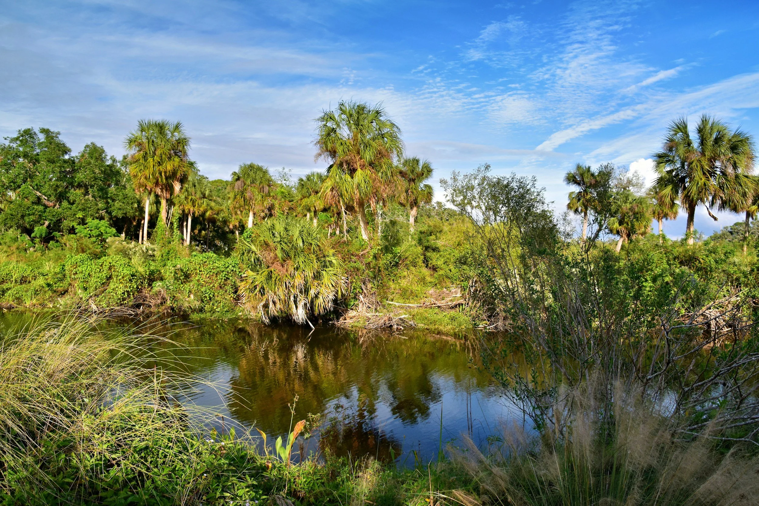 Florida Nature Coast spring-fed river lined with palms and lush vegetation