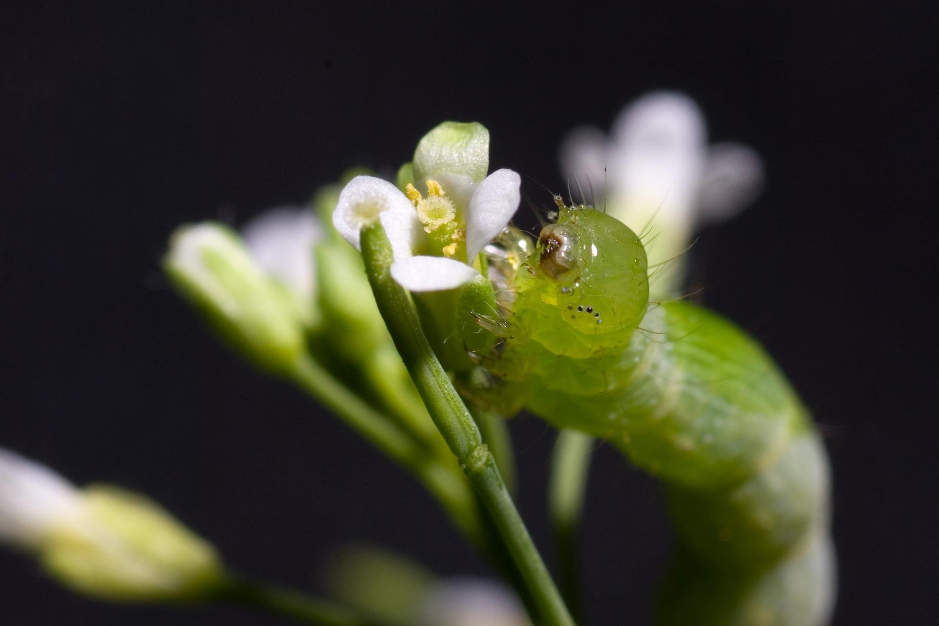 Plant Senses