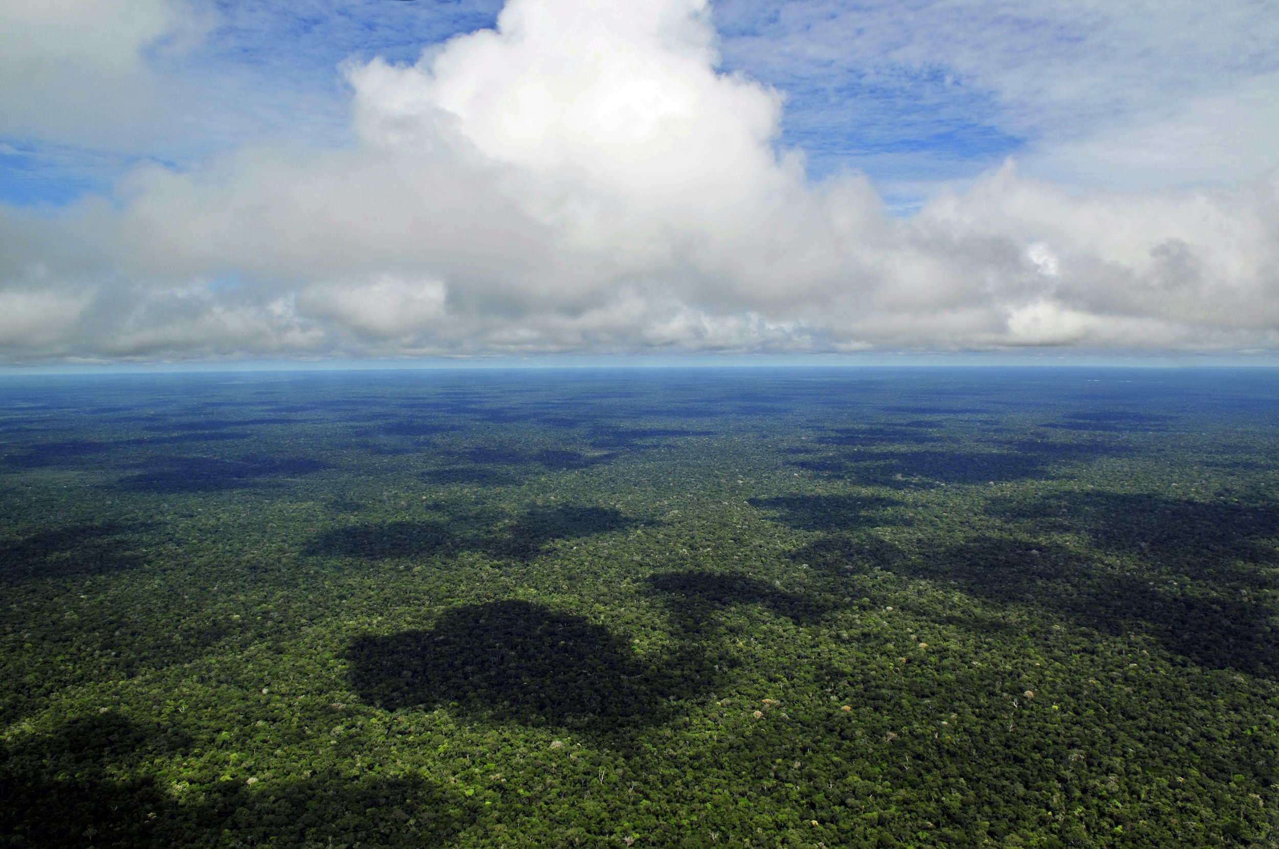 Rainforest Makes Rain