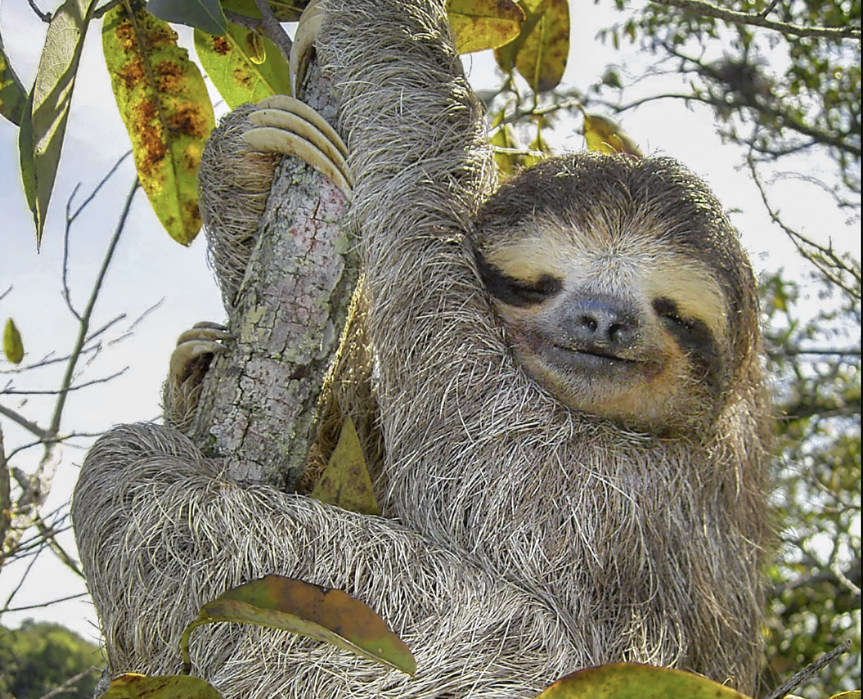 Slothful Ecosystems
