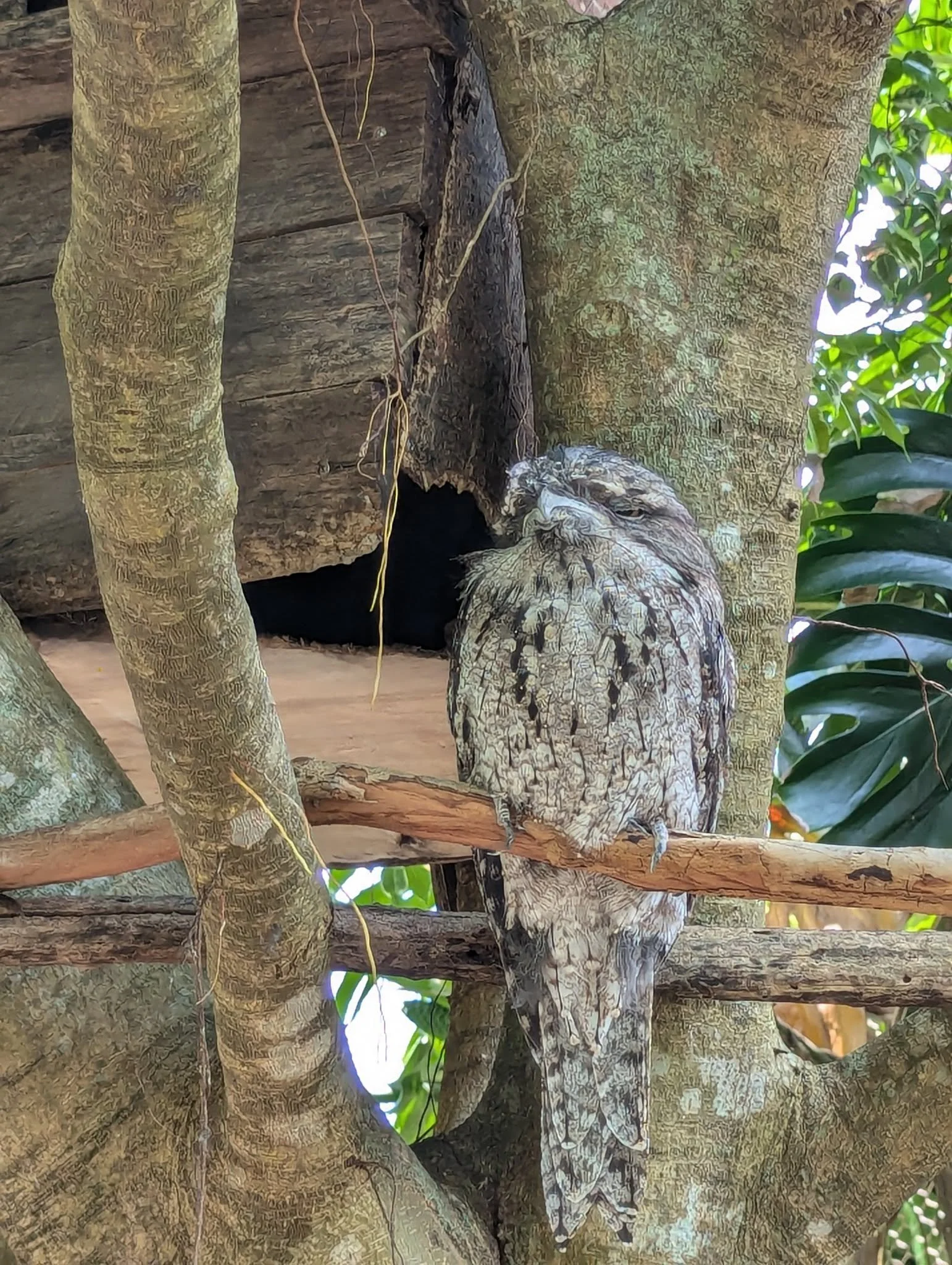 Endangered Animal Encounters: How to Travel Responsibly