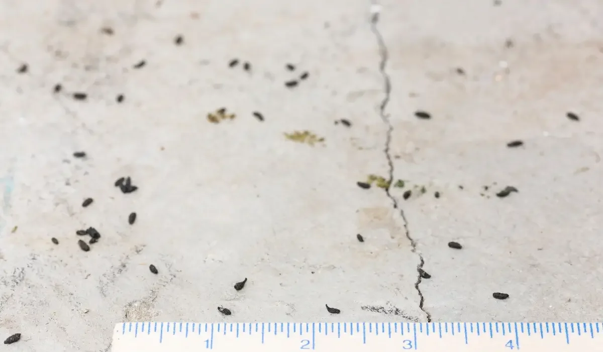 Measuring the width of a crack in a settling garage floor