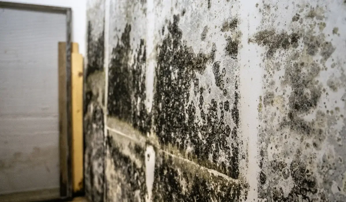 Mold spreading across a damp basement wall