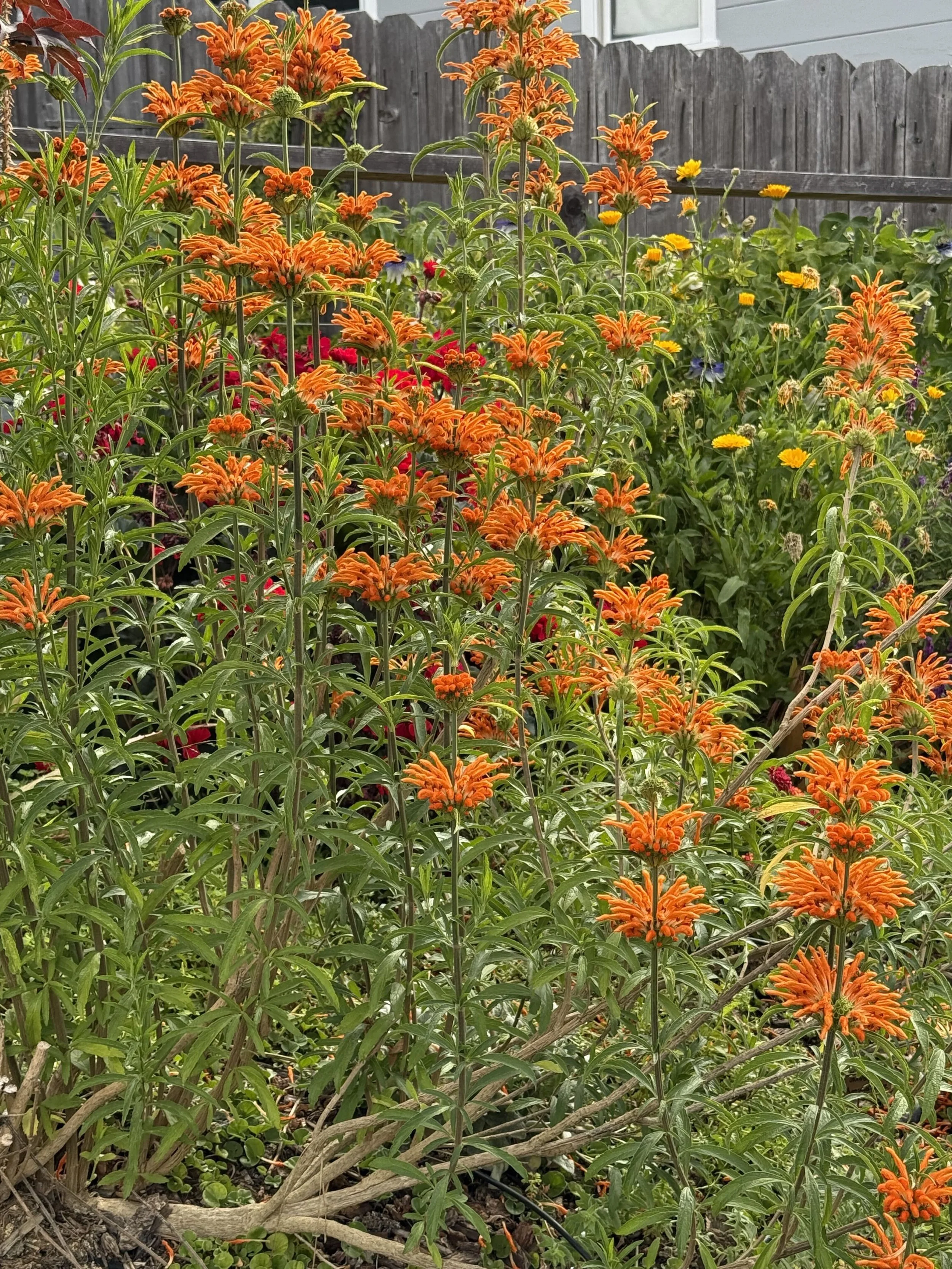 A garden bed with orange and yellow flowers, some green foliage, a wooden fence, and part of a house wall with a window in the background.