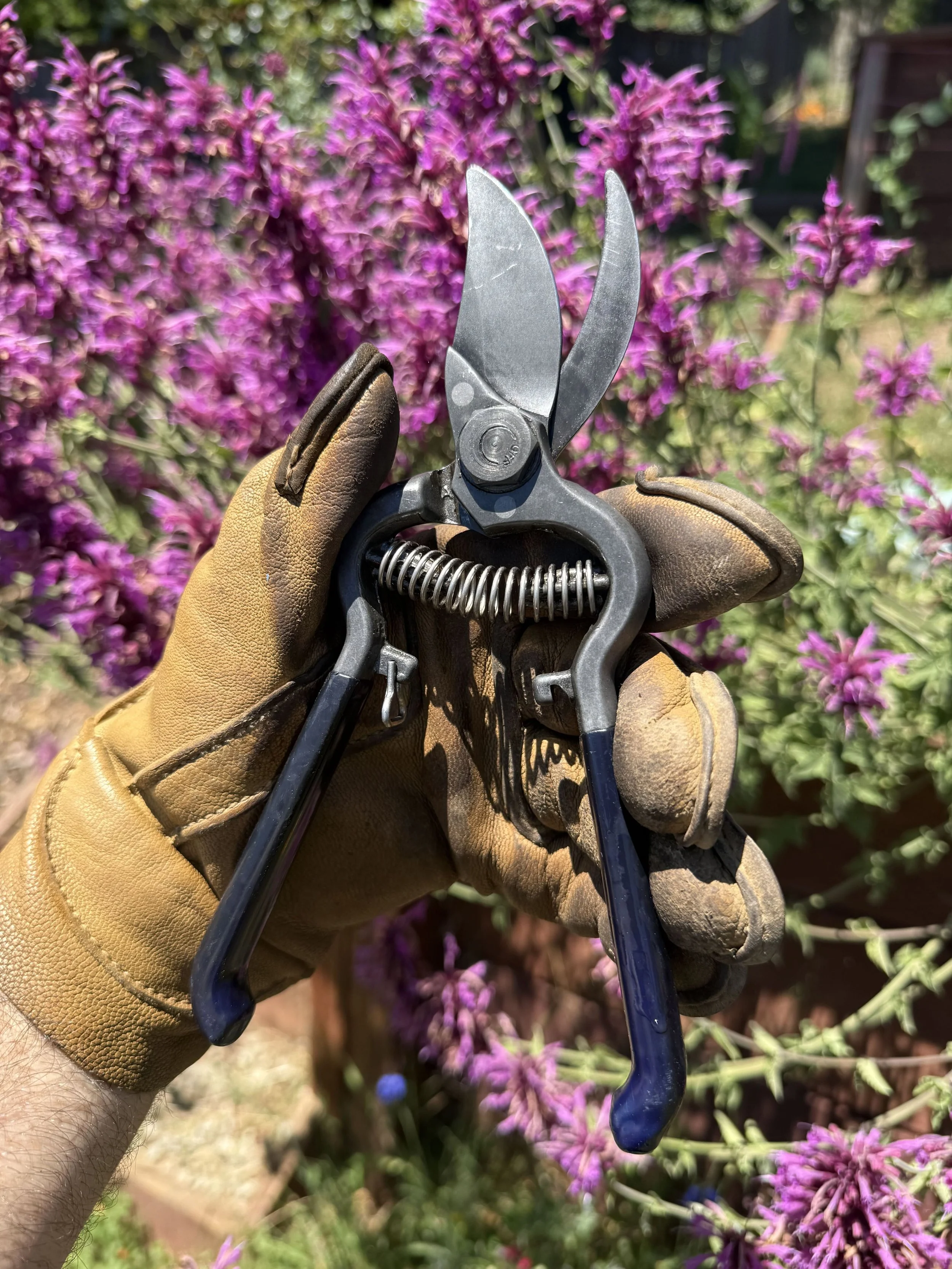 A person wearing a tan work glove is holding a pair of black-handled pruning shears in an outdoor garden. The background features vibrant purple flowers and green foliage.