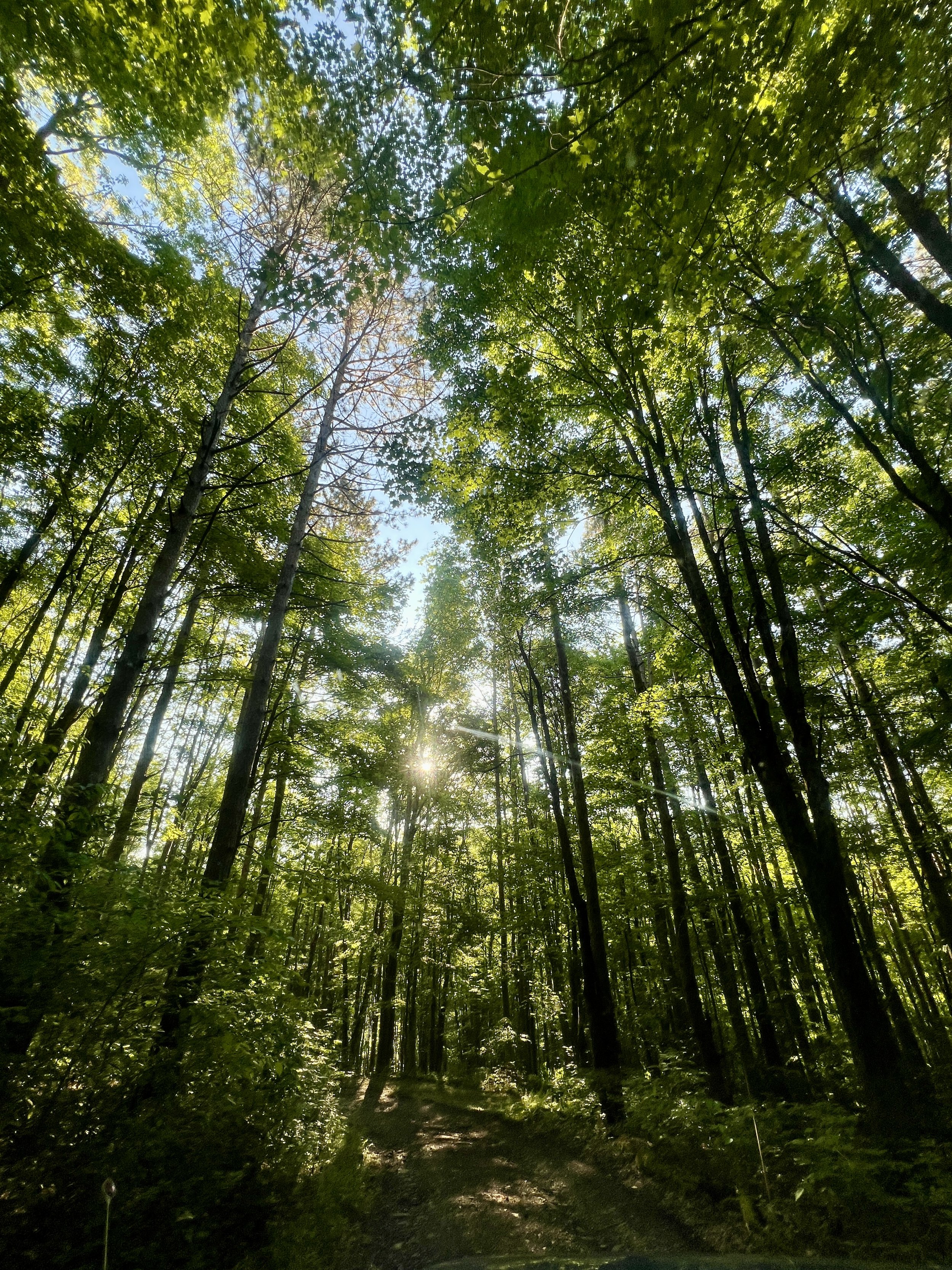 Sunlight filtering through a dense forest with tall trees and green leaves, creating a canopy and illuminating the forest floor.