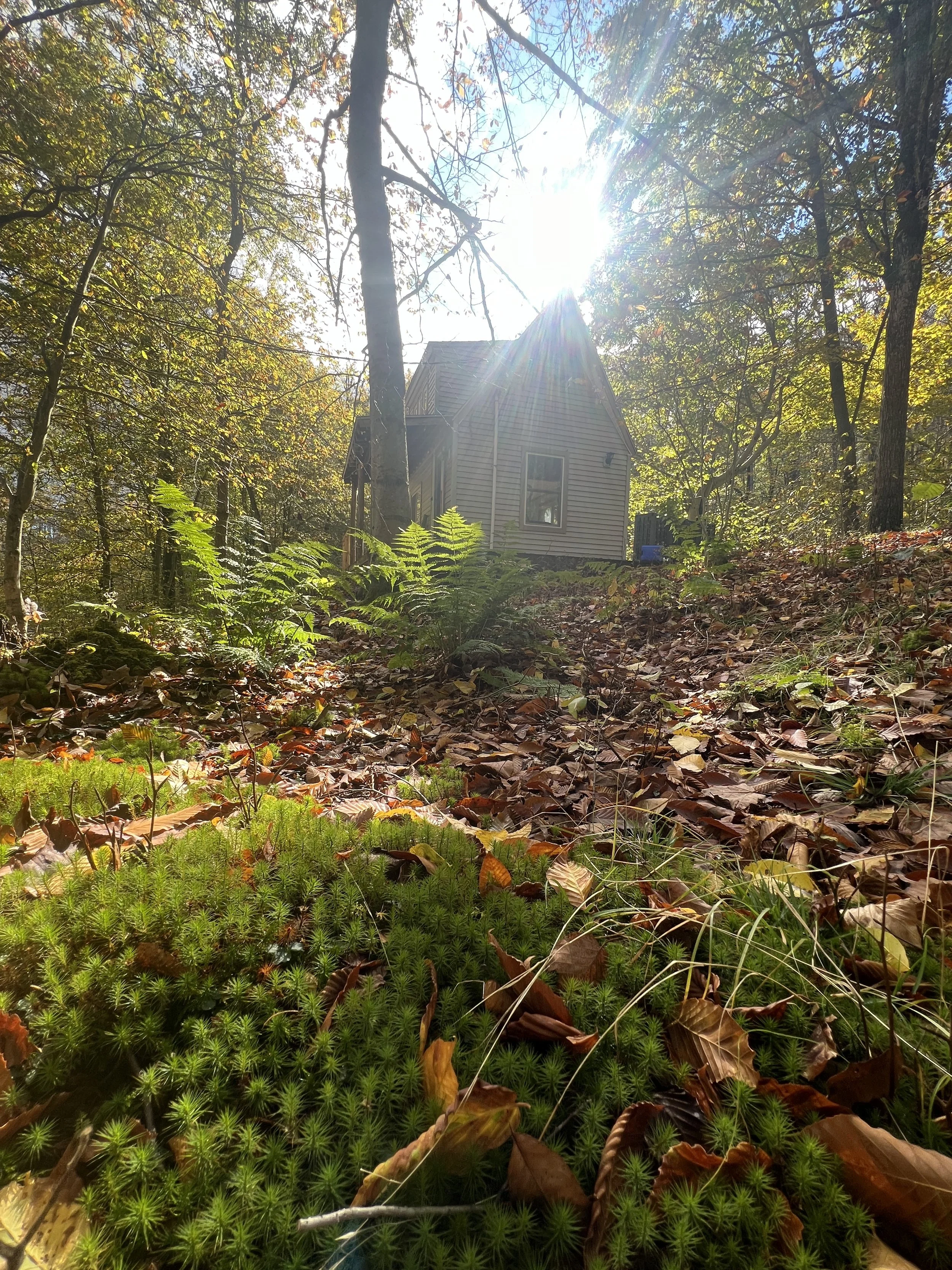Small house nestled among trees in a forest, sunlight shining through the branches, with fallen leaves on the ground and green plants in the foreground.