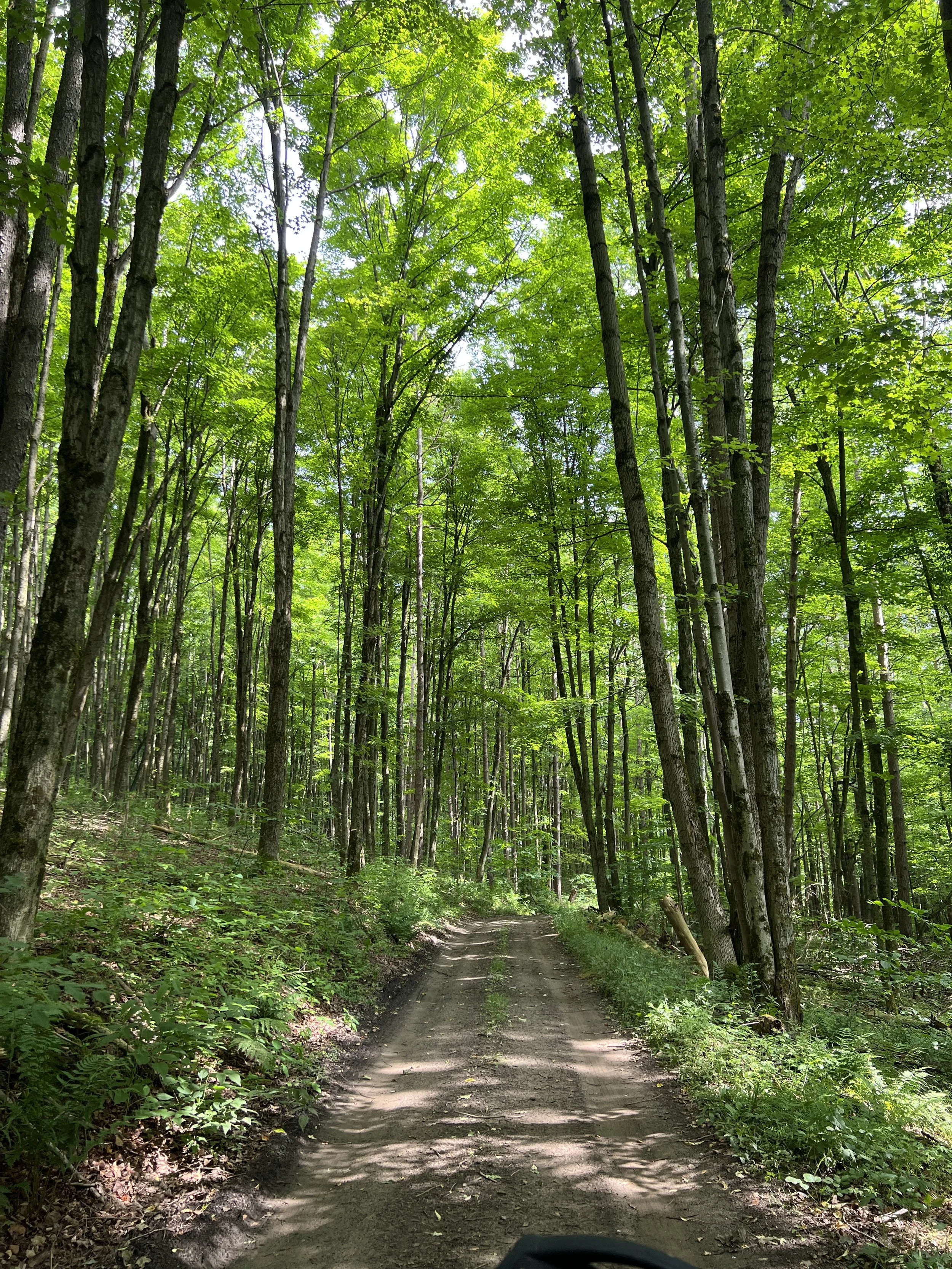 A dirt path winds through a lush green forest with tall trees and dense foliage, sunlight filtering through the leaves.