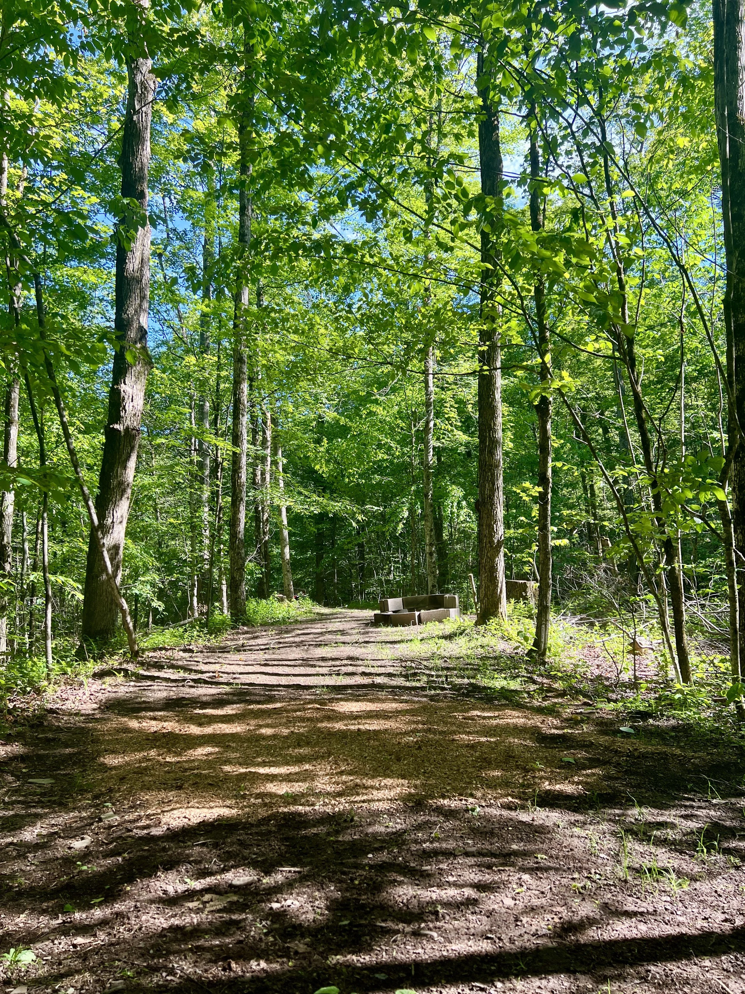 A dirt trail through a dense green forest with trees and sunlight filtering through leaves, and a bench in the distance.