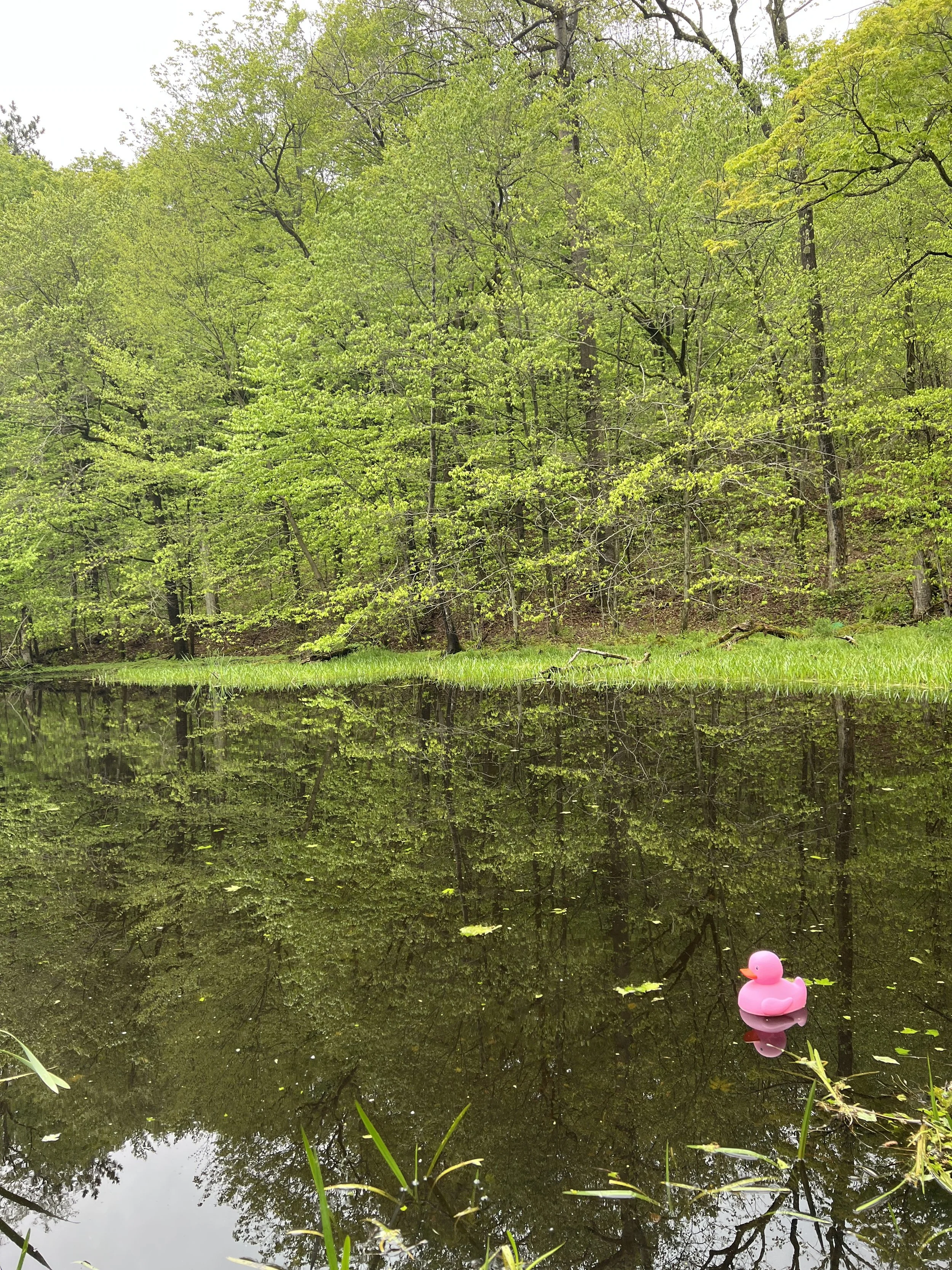 A pond surrounded by trees with new green leaves. A pink rubber duck floats on the water near the bottom right corner of the image.