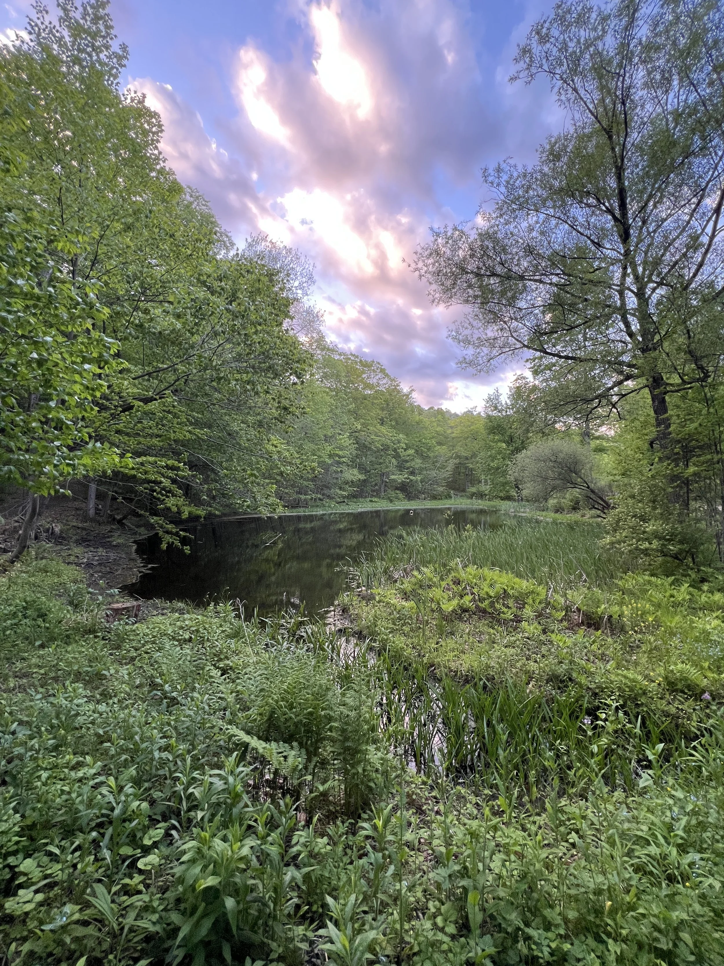 A peaceful natural scene with a small river or stream flowing through a lush, green forest. The sky is partly cloudy with pink and purple hues, suggesting early morning or late evening.