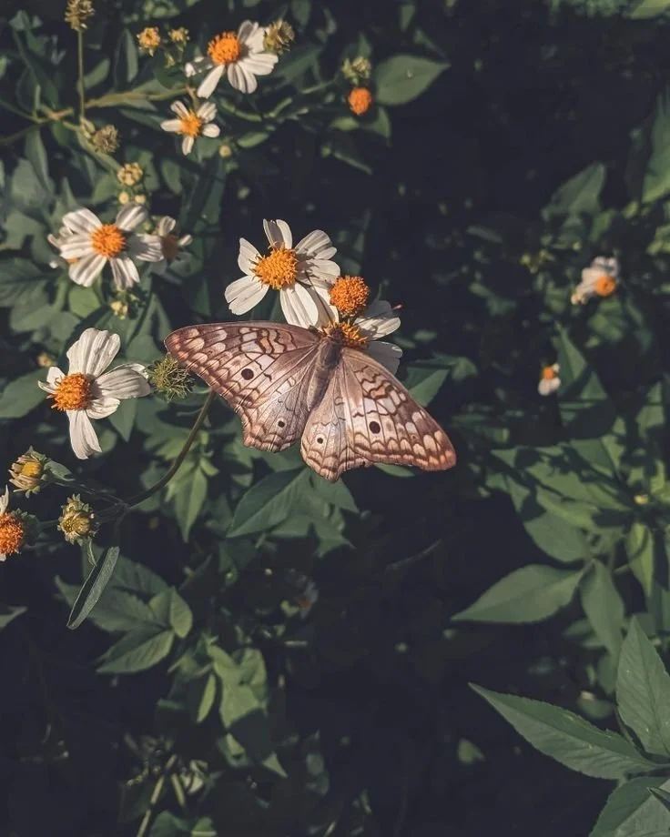 A butterfly on white daisies with yellow centers in a garden of green leaves.