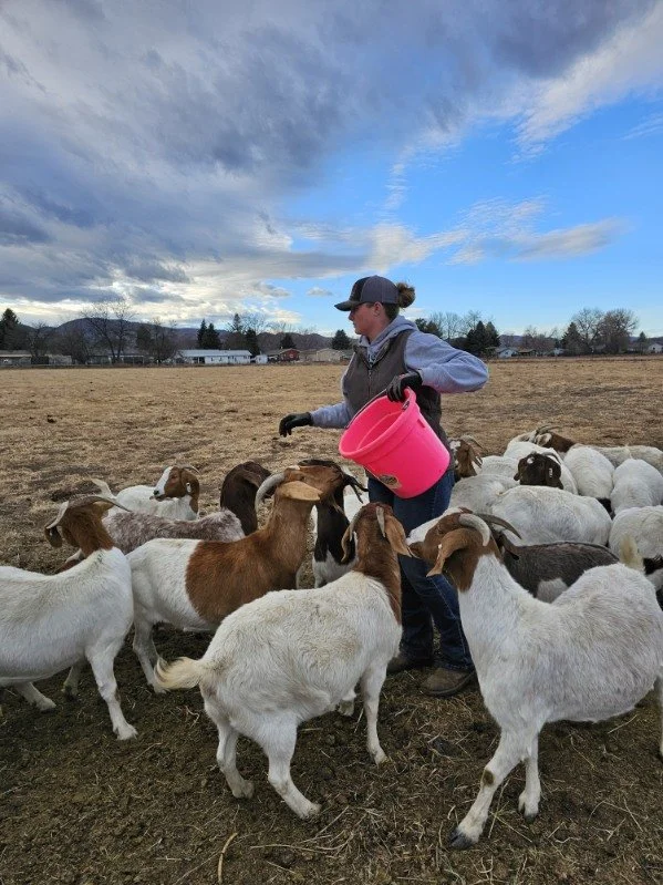 Goat Petting Zoo