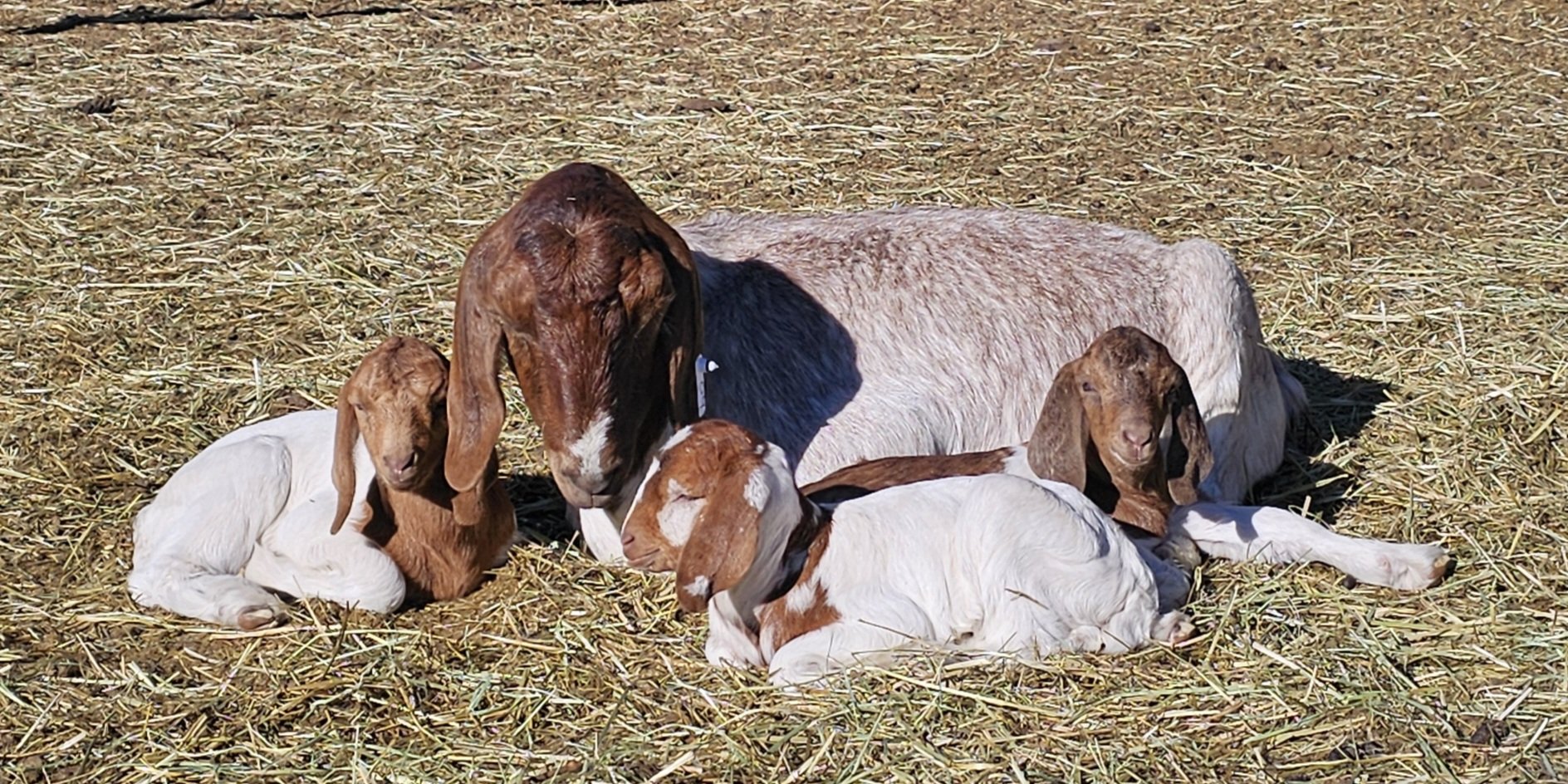 A goat nursing three baby goats lying on hay.