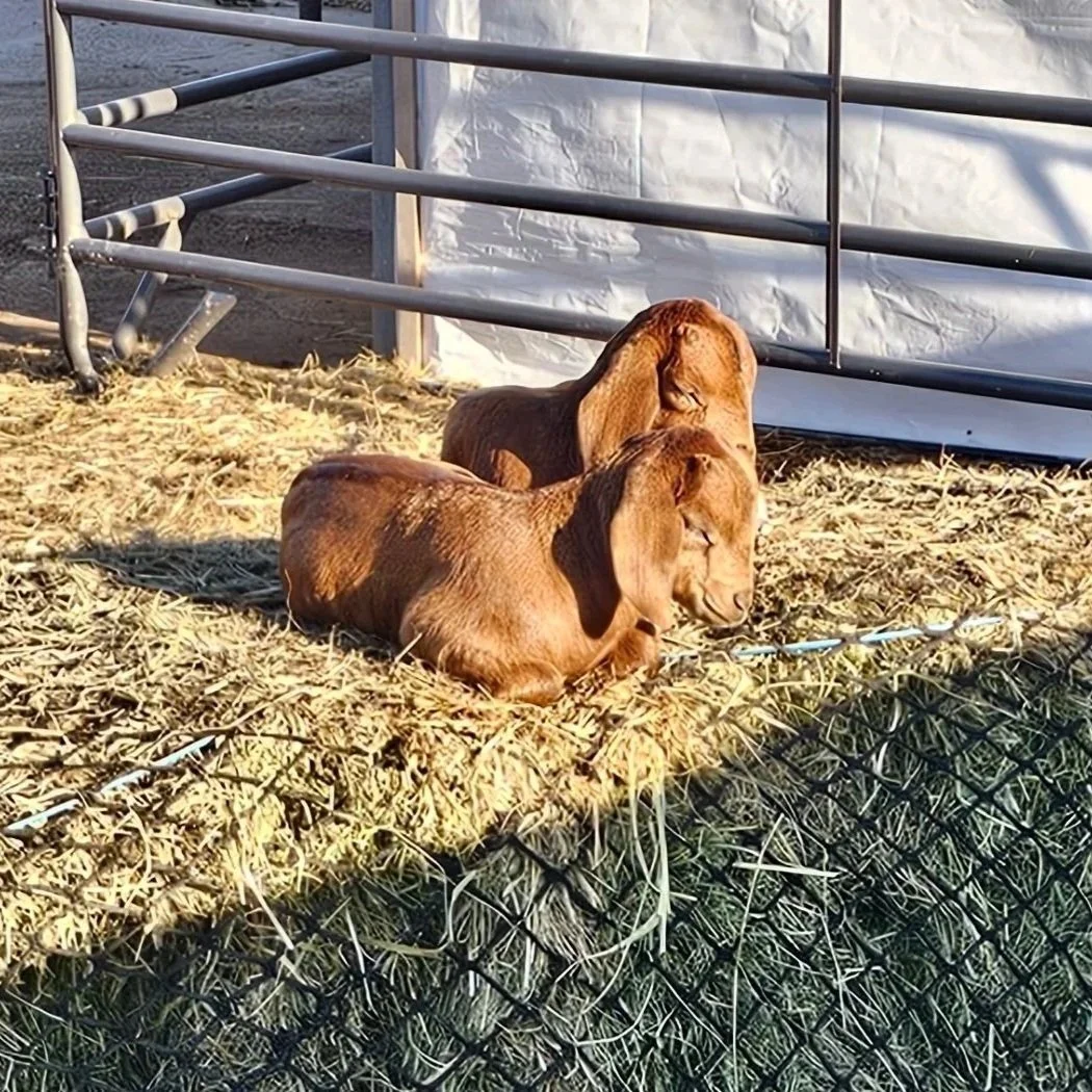 Two brown baby goats resting on straw inside an enclosure with metal fencing and partial white tarp background.