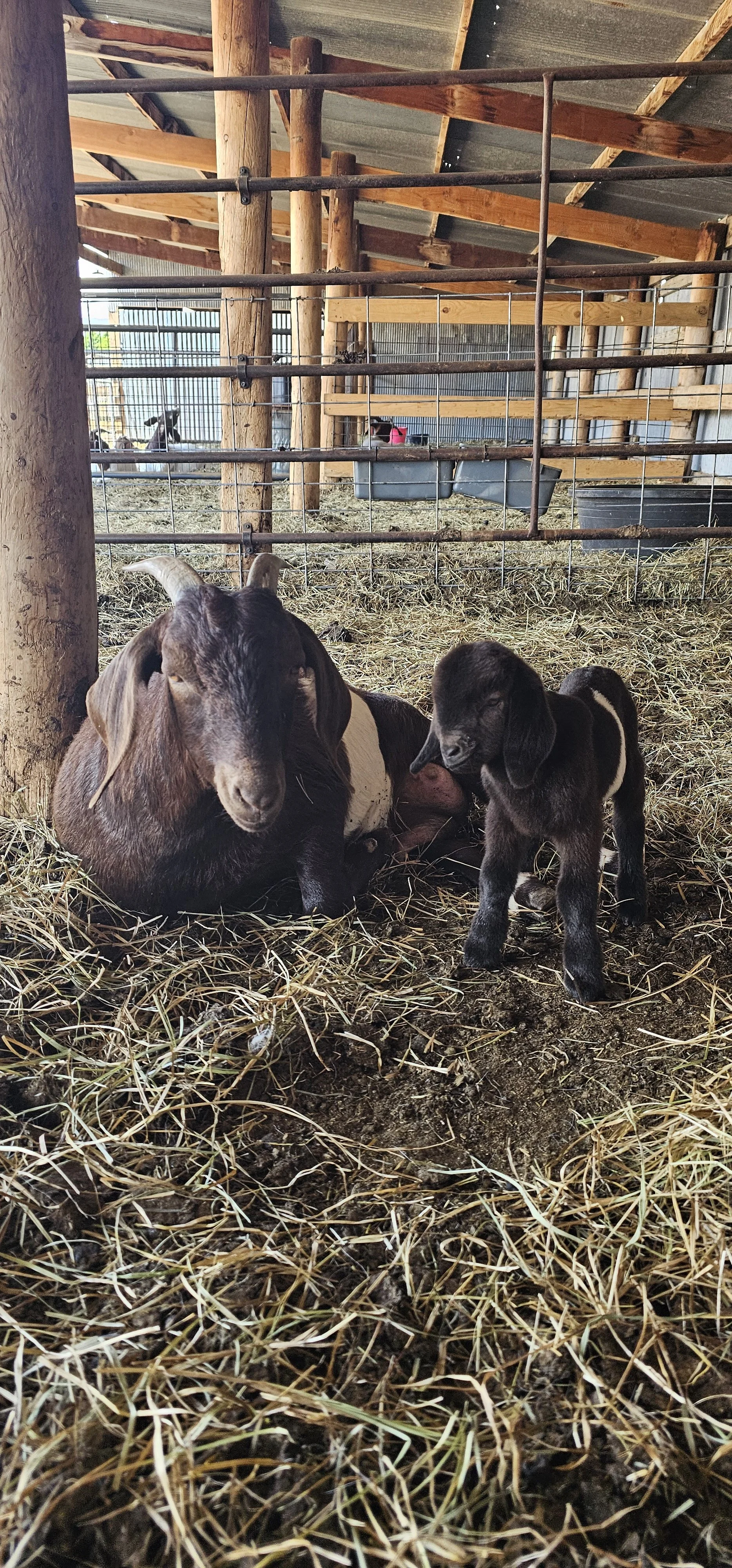 Sponsor a Goat