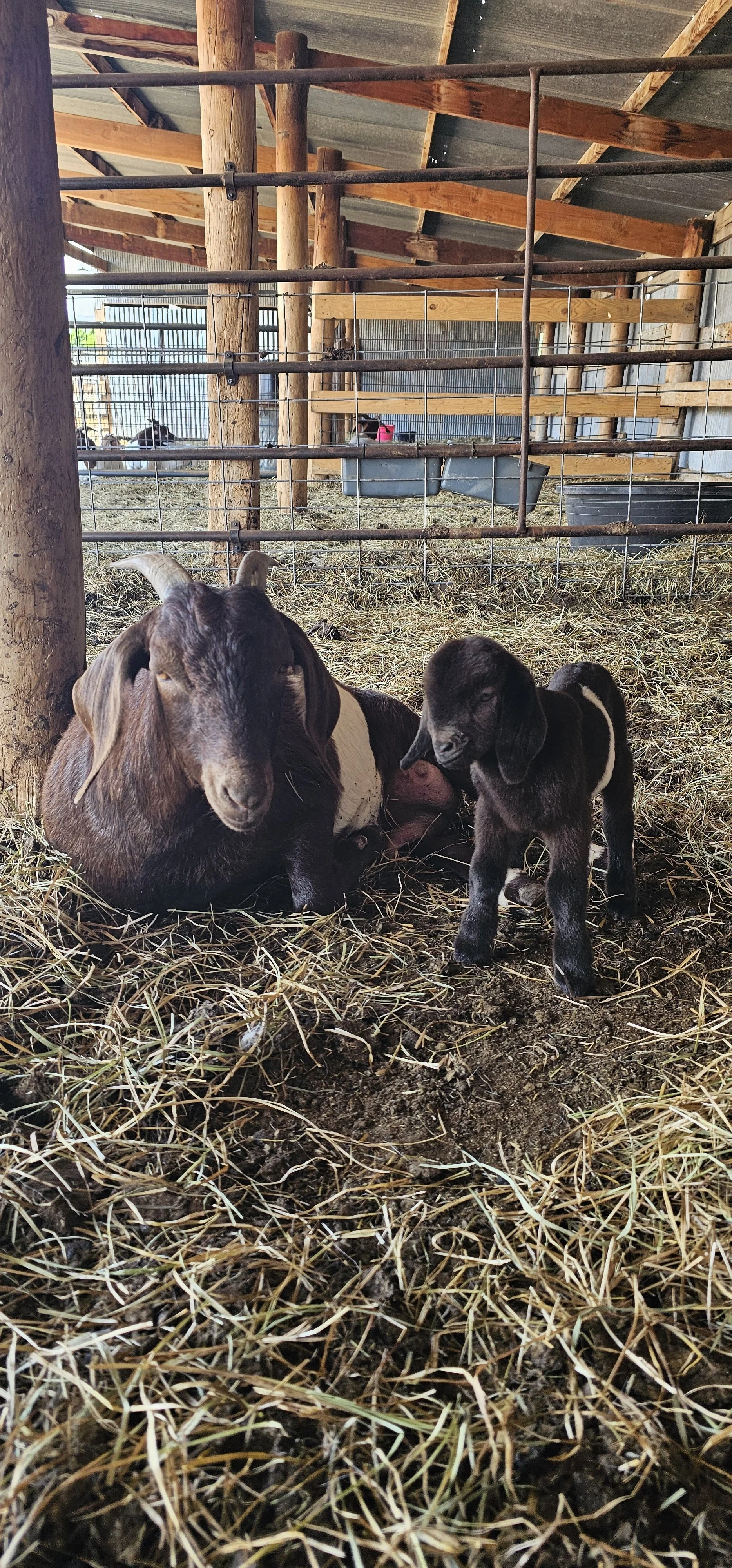 Inside a barn, a mother goat is lying on hay with her baby goat standing beside her, both near a wooden post. In the background, other goats are visible inside the barn.