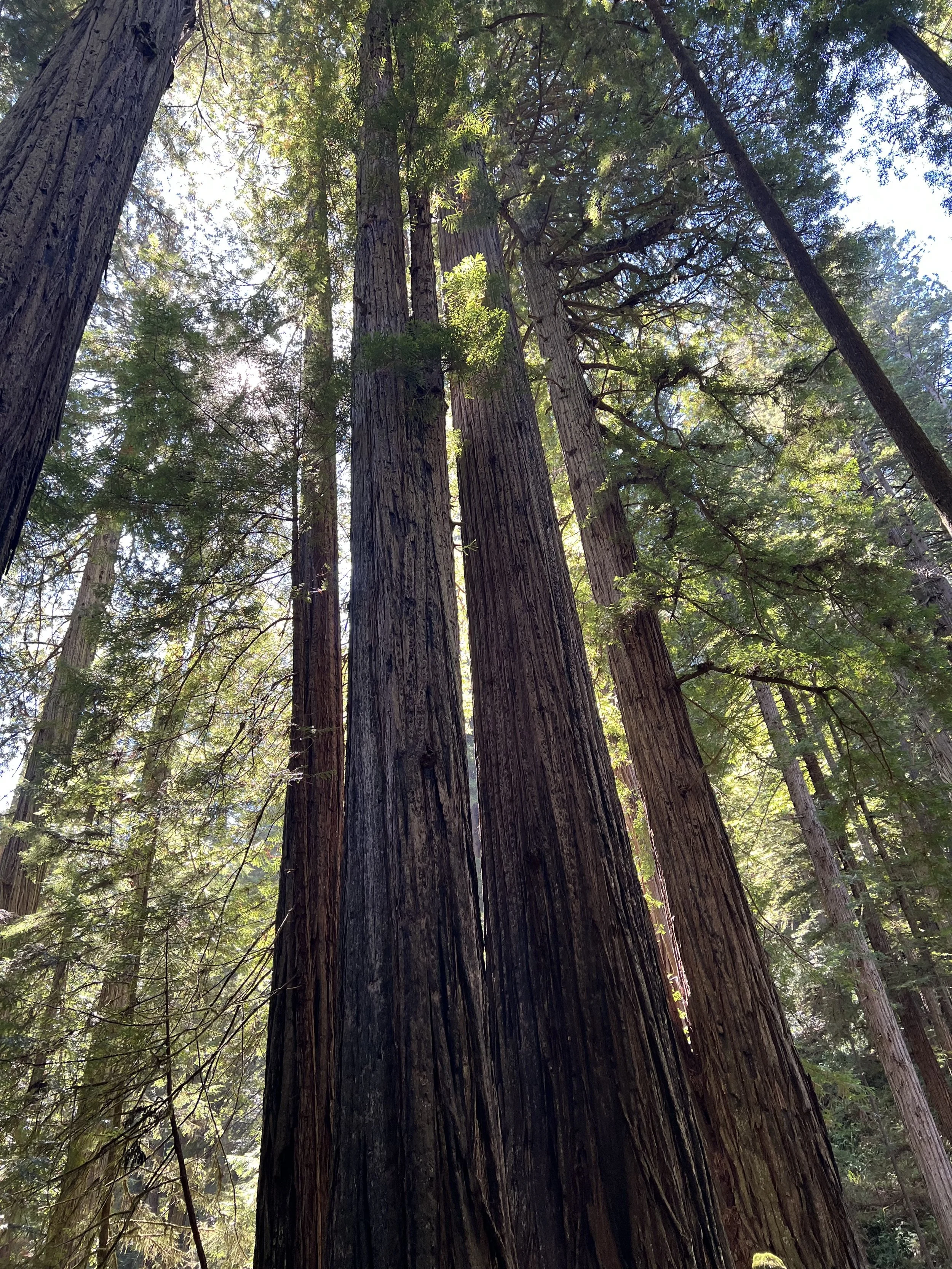 Tall redwood trees in a forest with sunlight filtering through the green canopy.