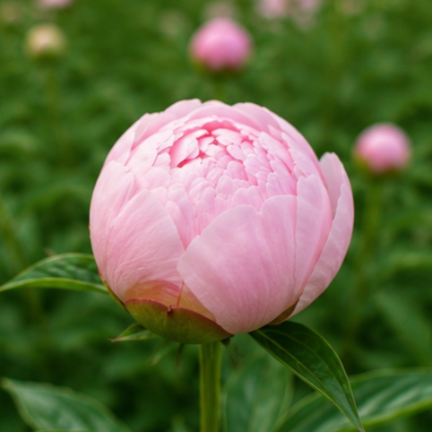 Close-up of a pink peony flower in bloom with green leaves, with blurred pink flowers in the background.