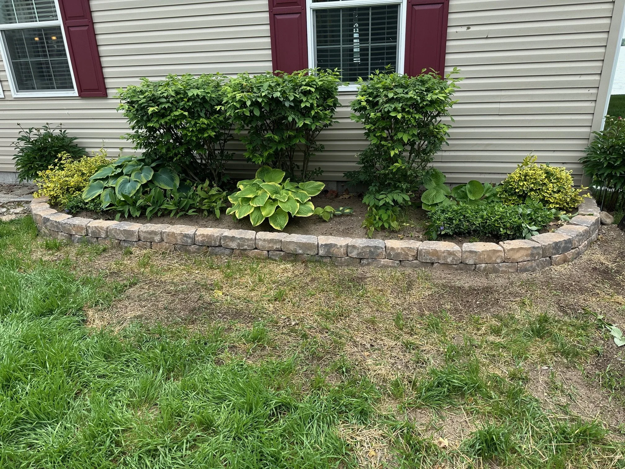 A garden bed with green shrubs and hostas in front of a house's beige vinyl siding and two windows with purple shutters.
