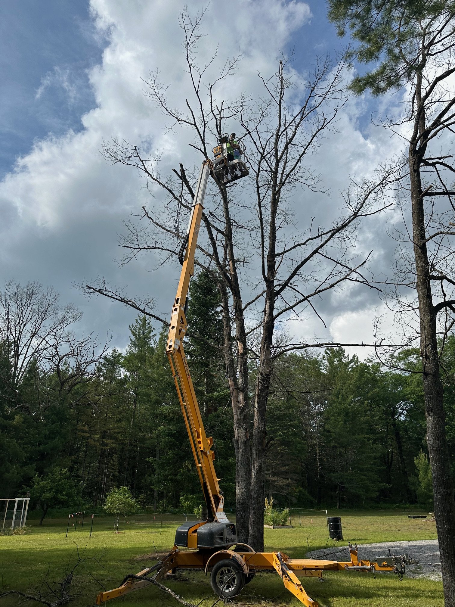 Tree trimming using a cherry picker with a person working on a large, leafless tree in a yard with green grass and trees, against a background of cloudy sky.