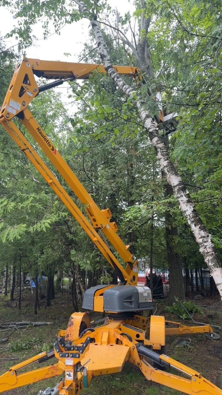 A yellow cherry picker lifting a worker near a birch tree in a wooded area.
