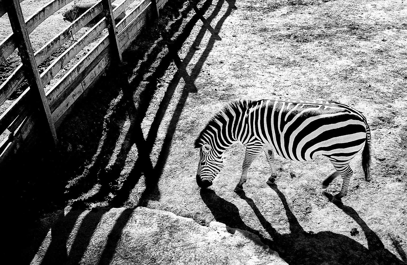 Zebra24-2.jpg