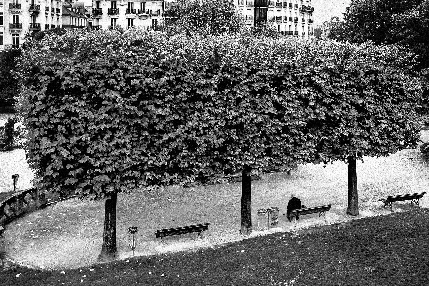 ThreeTrees24.jpg