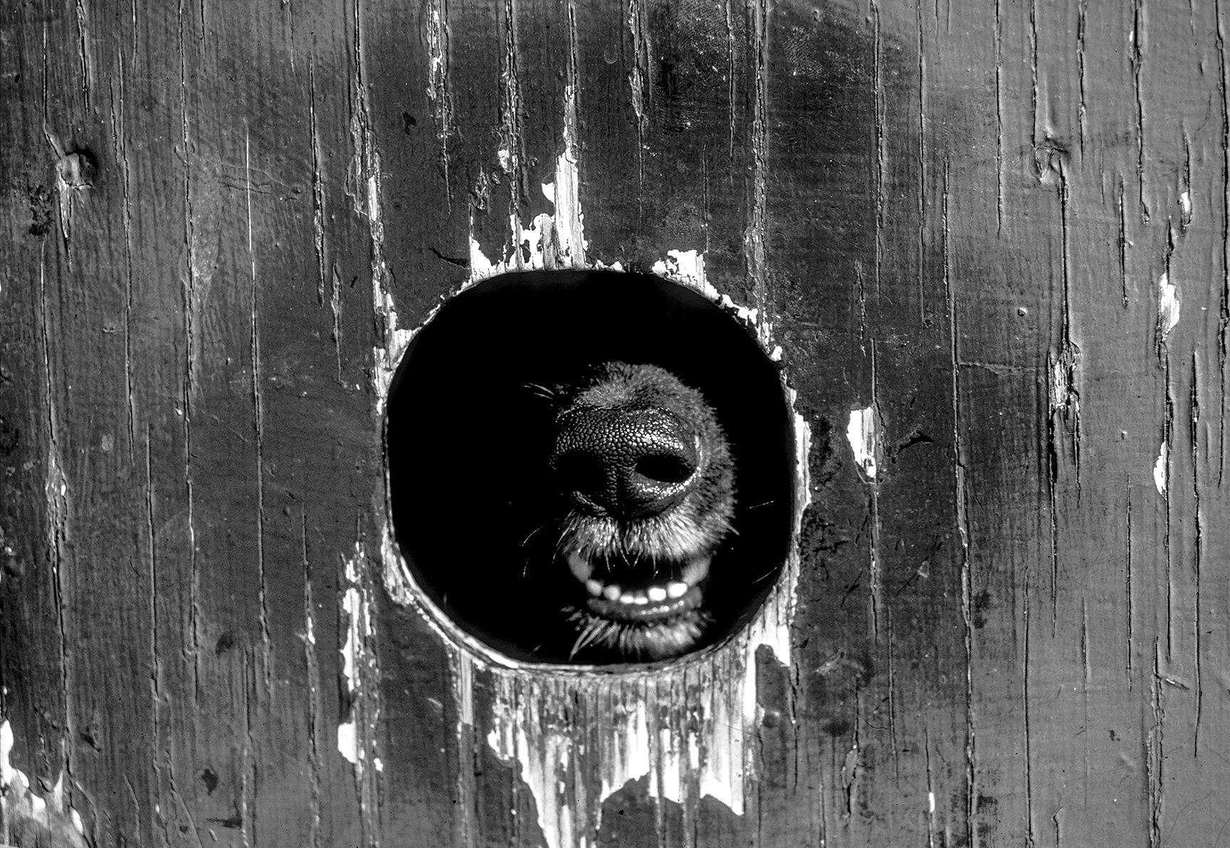 Dog24.jpg