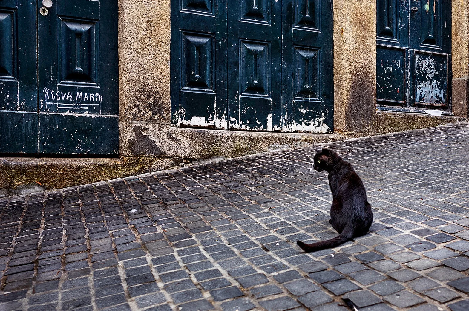 BlackCat2.jpg