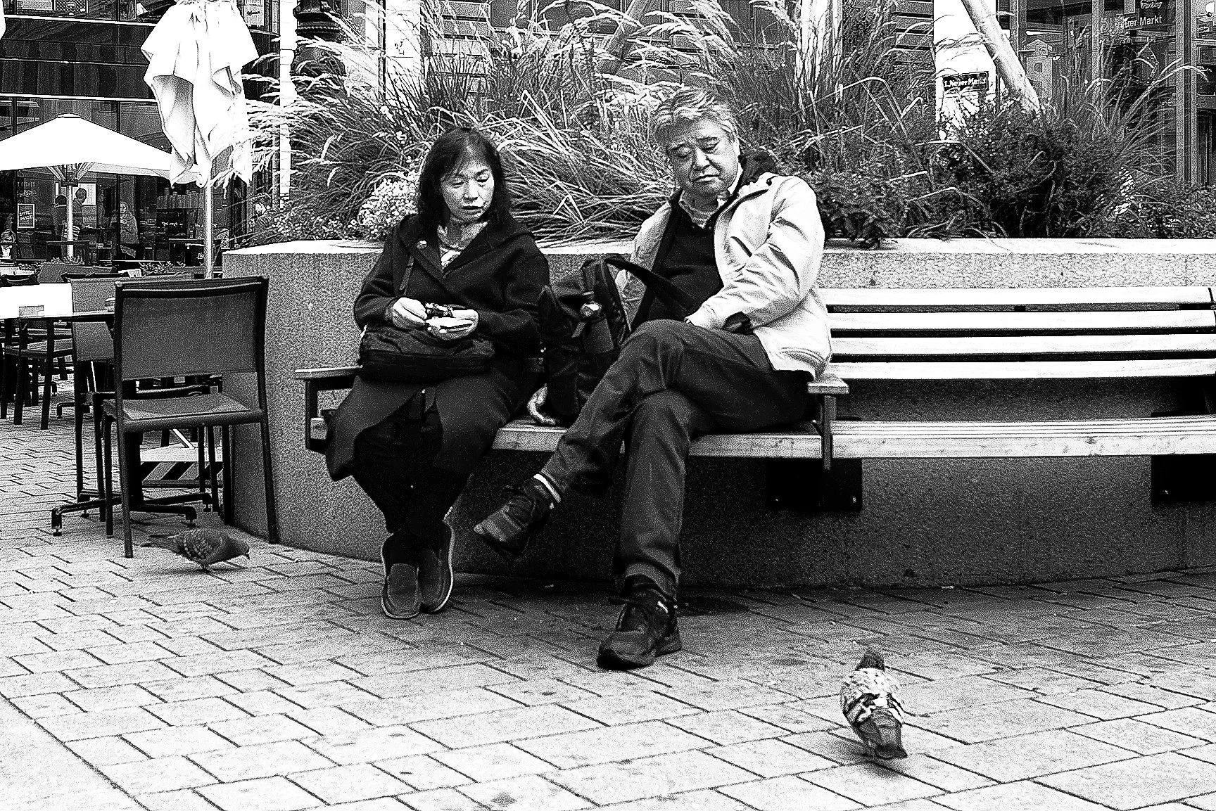 PigeonStaredown24.jpg