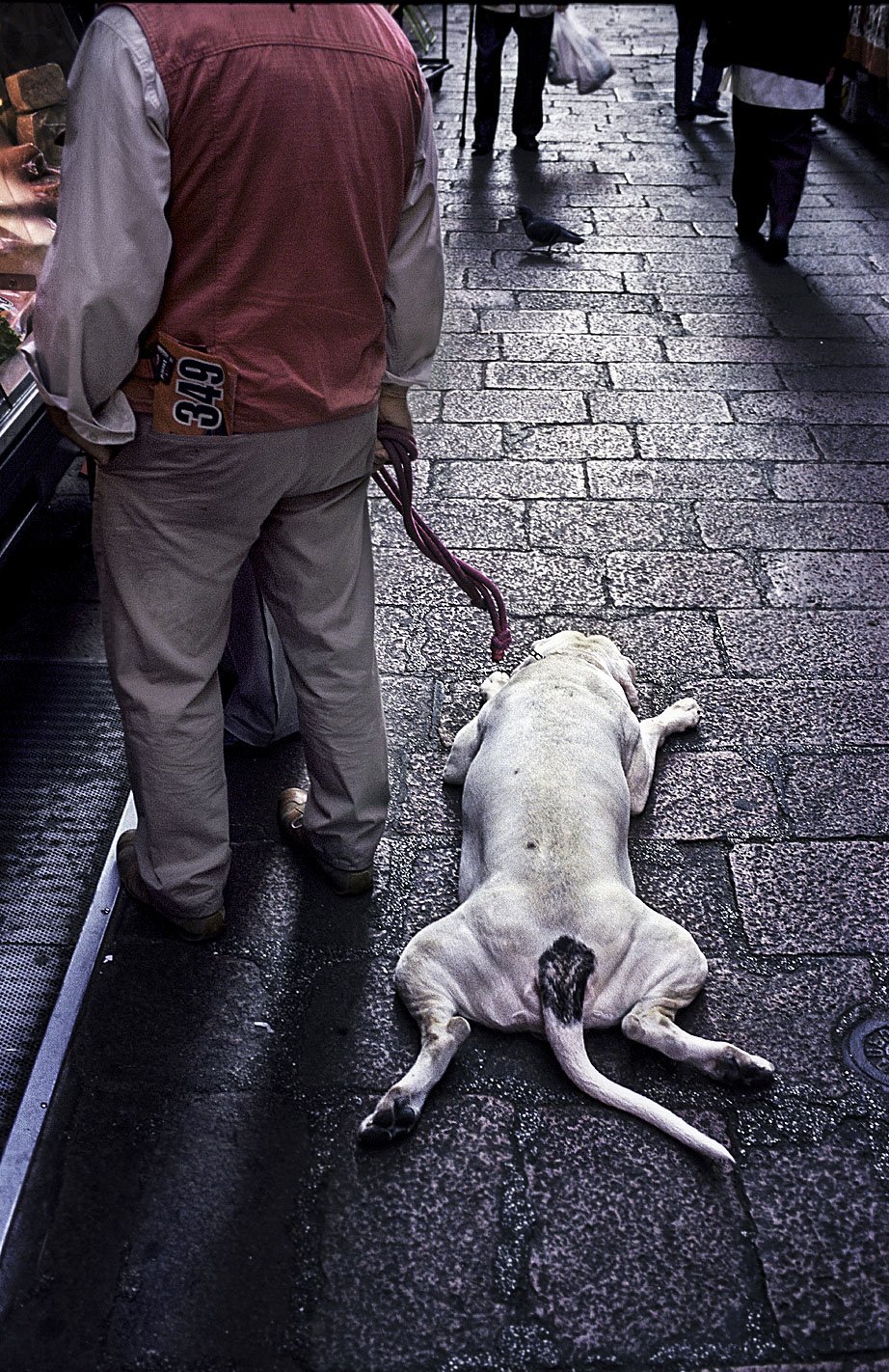 DogSON.jpg