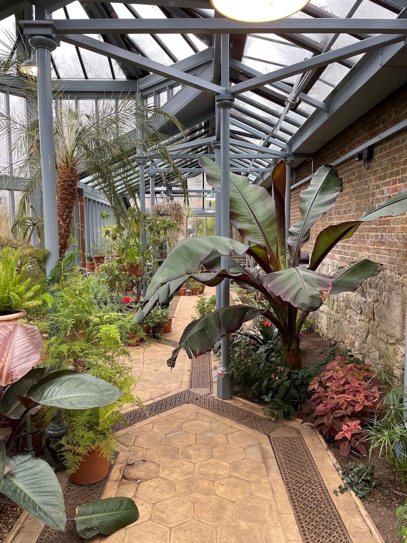 wscb-jebb-glasshouse-interior-temperate-plants-woolbeding.jpg