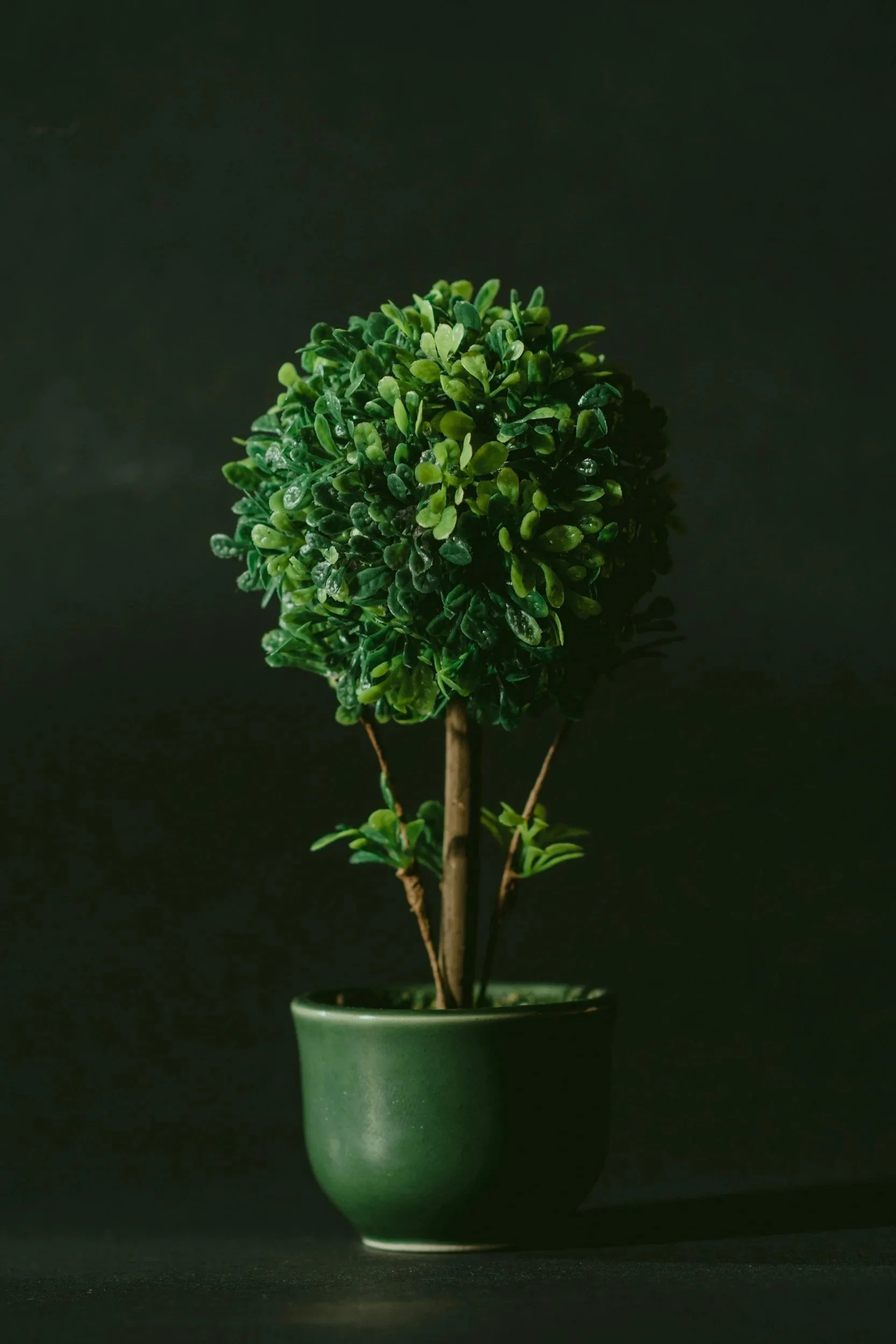 A small potted green artificial tree with a round bushy top and two brown stems in a green ceramic pot, set against a dark background.