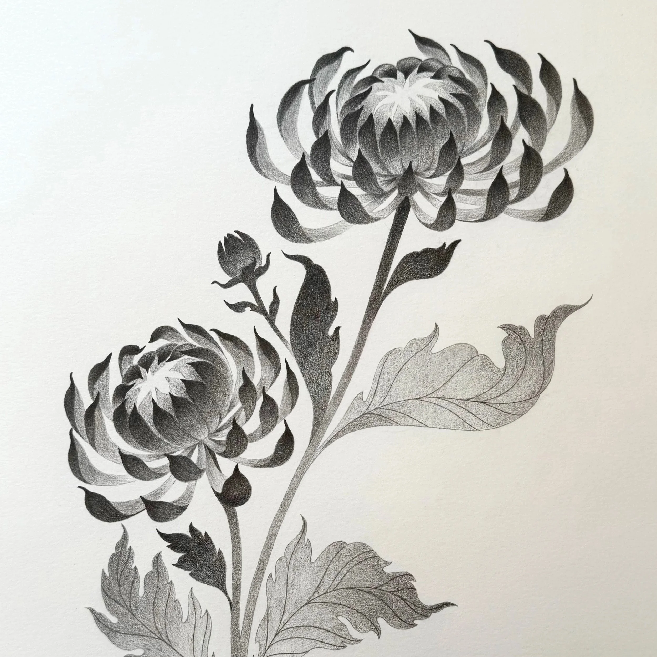 A detailed pencil drawing of a flower with large petals and leaves, rendered in shades of gray and black.