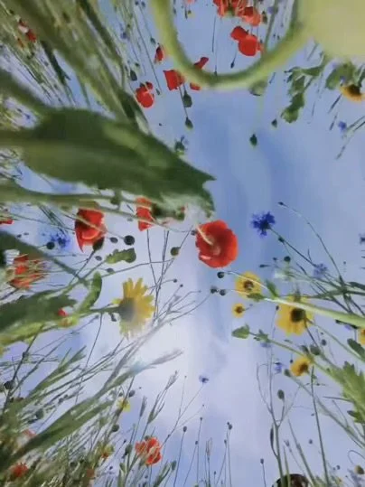 flowers and sky behind