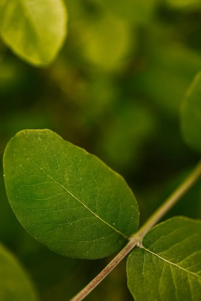 Close-up of green leaves on a plant with a blurred background.
