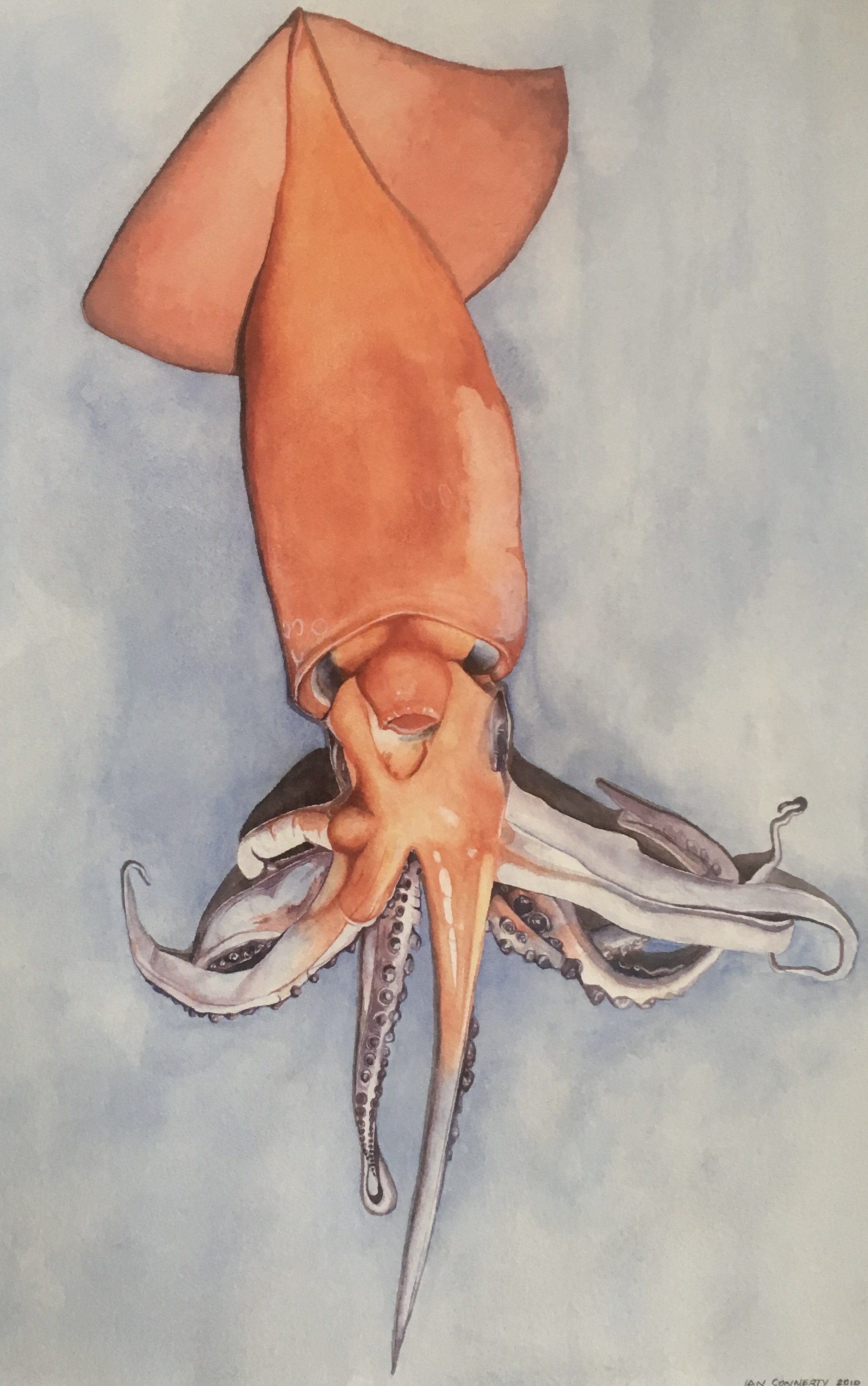 Humboldt Study #1, 2012
Watercolor, 36" x 22"