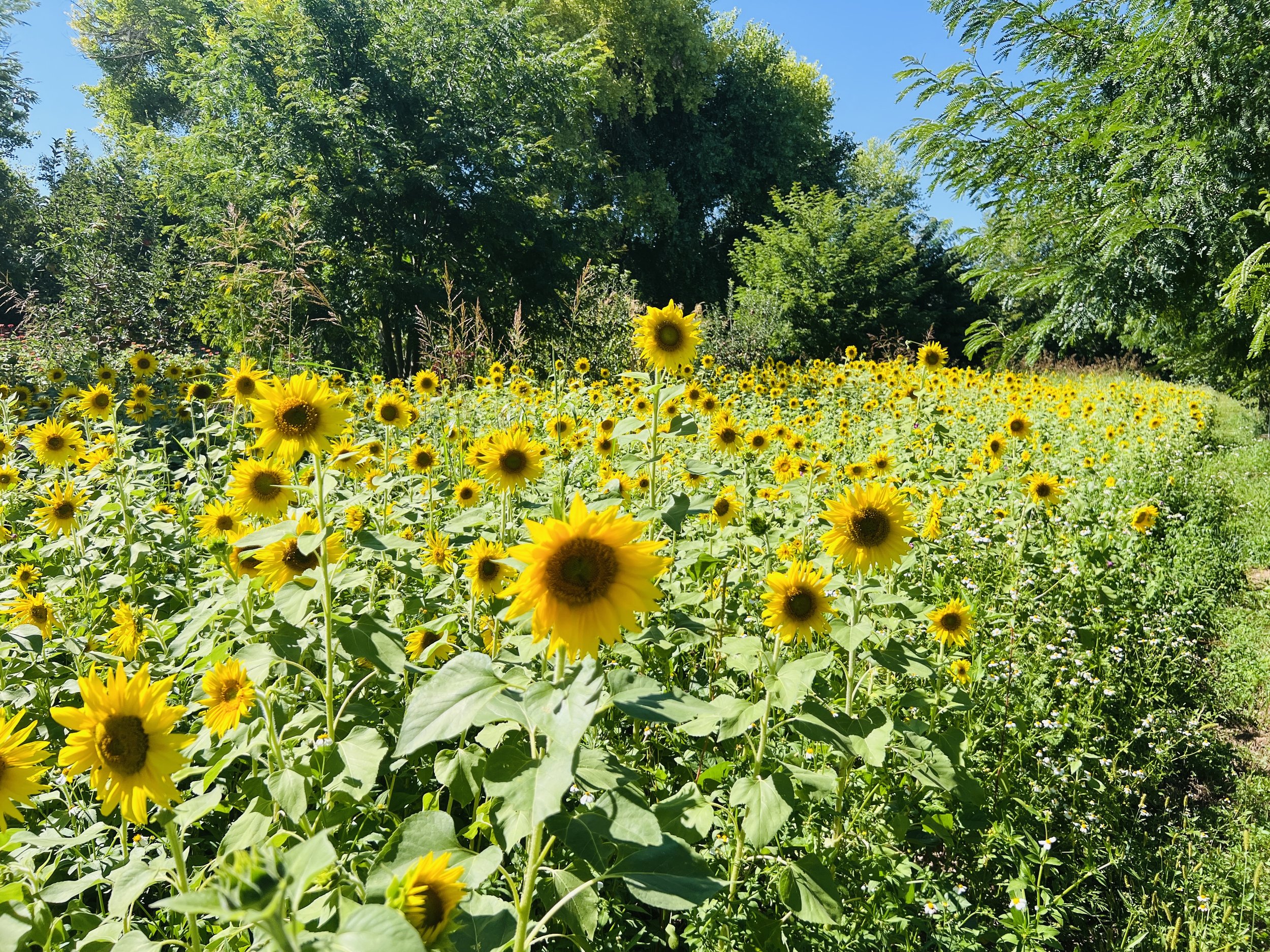 Sunflower and Field Pea Cover Crop