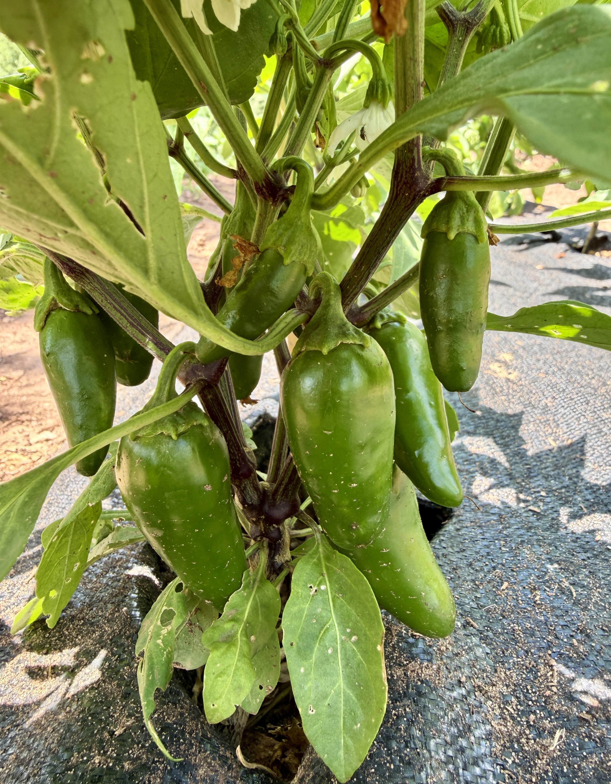 HawkMoth Farmers Market List - Saturday July 18, 20