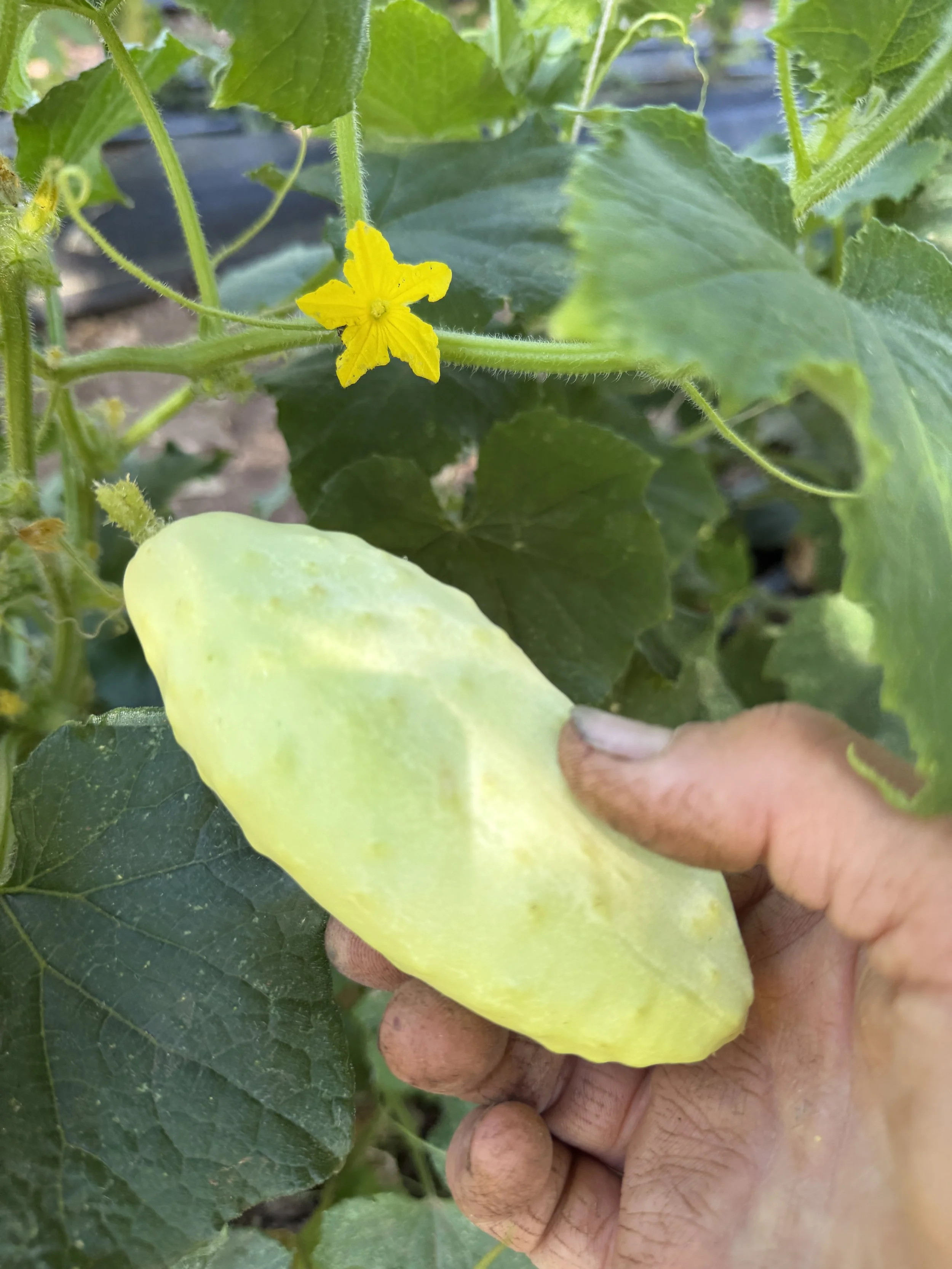 HawkMoth Farmers Market List - Saturday July 25, 2026
