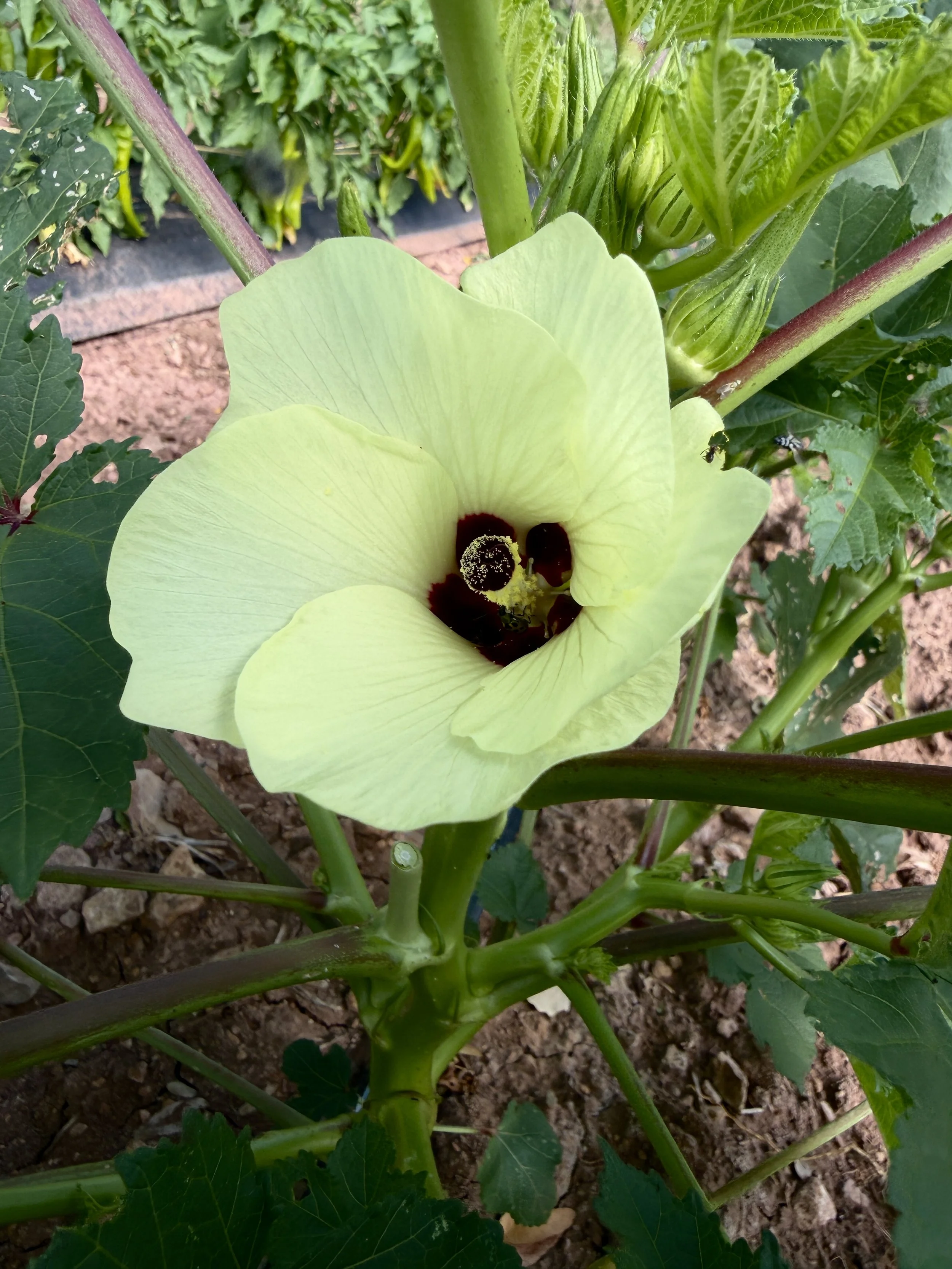 HawkMoth Farmers Market List - Saturday August 15, 2026