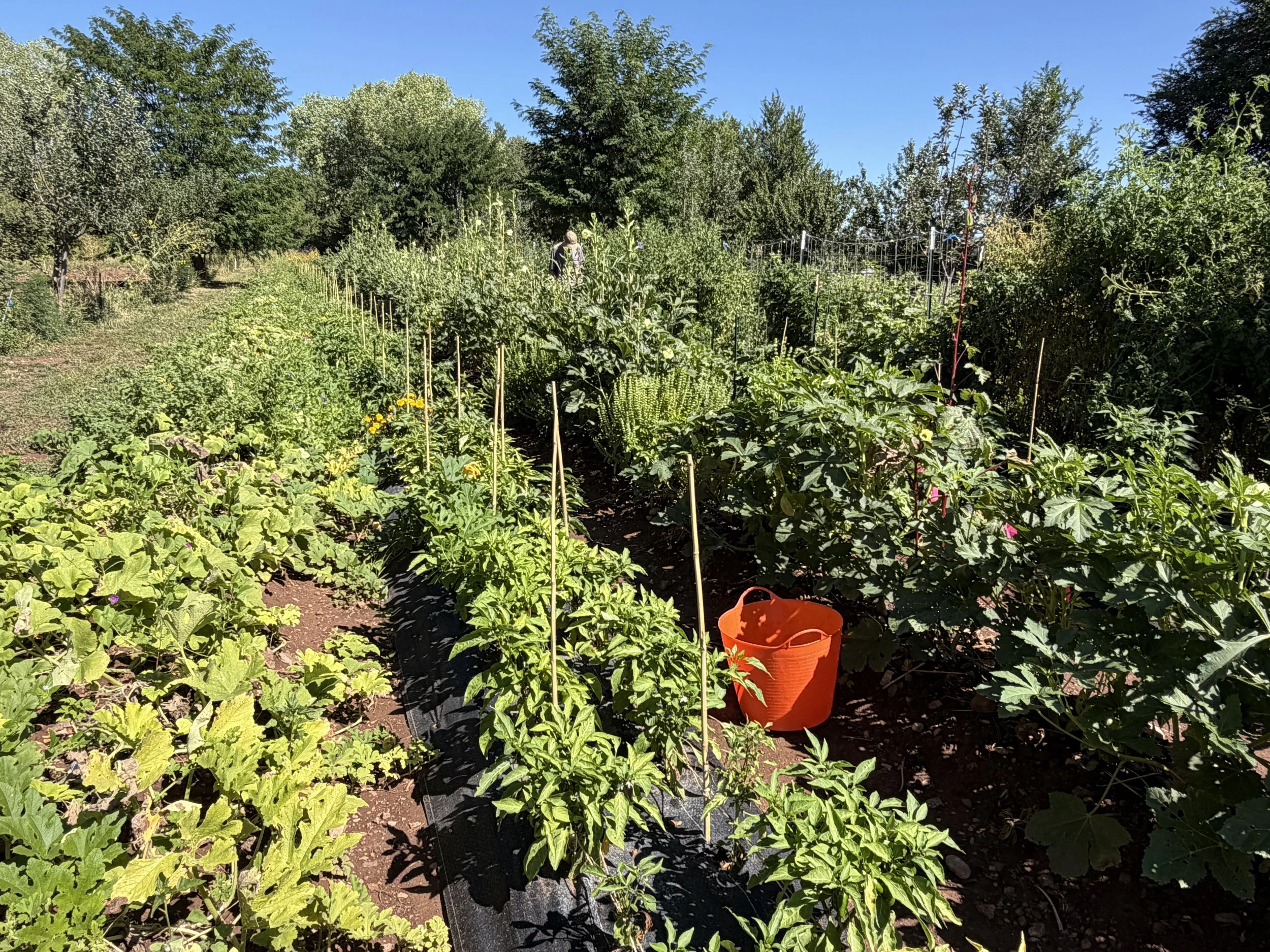 HawkMoth Farm Market List ~ Saturday September 12, 2026