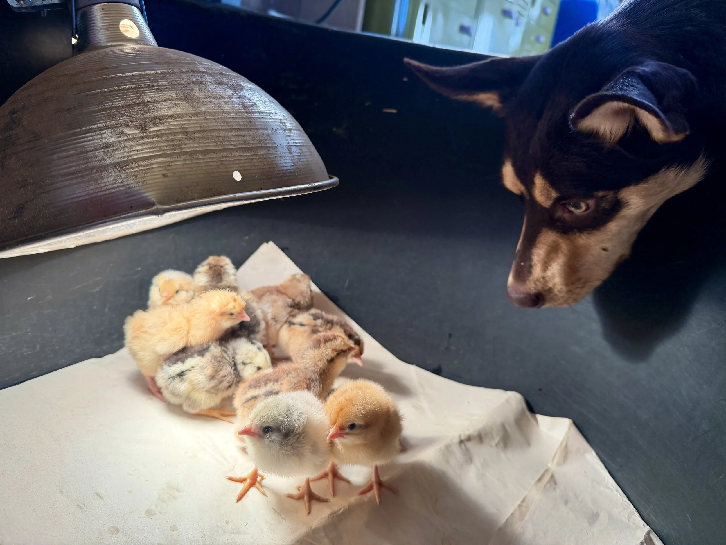 HawkMoth Farm Market List ~ Saturday October 3, 2026