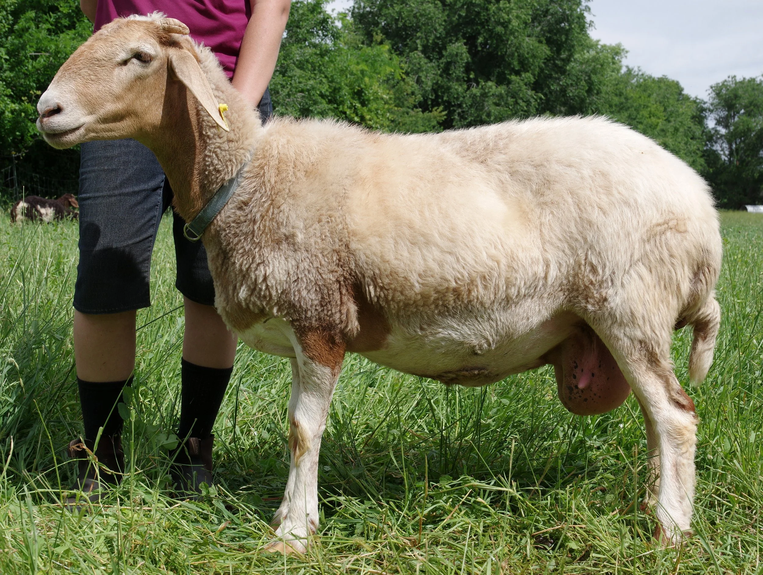 Proven Ewe - HMOctavia