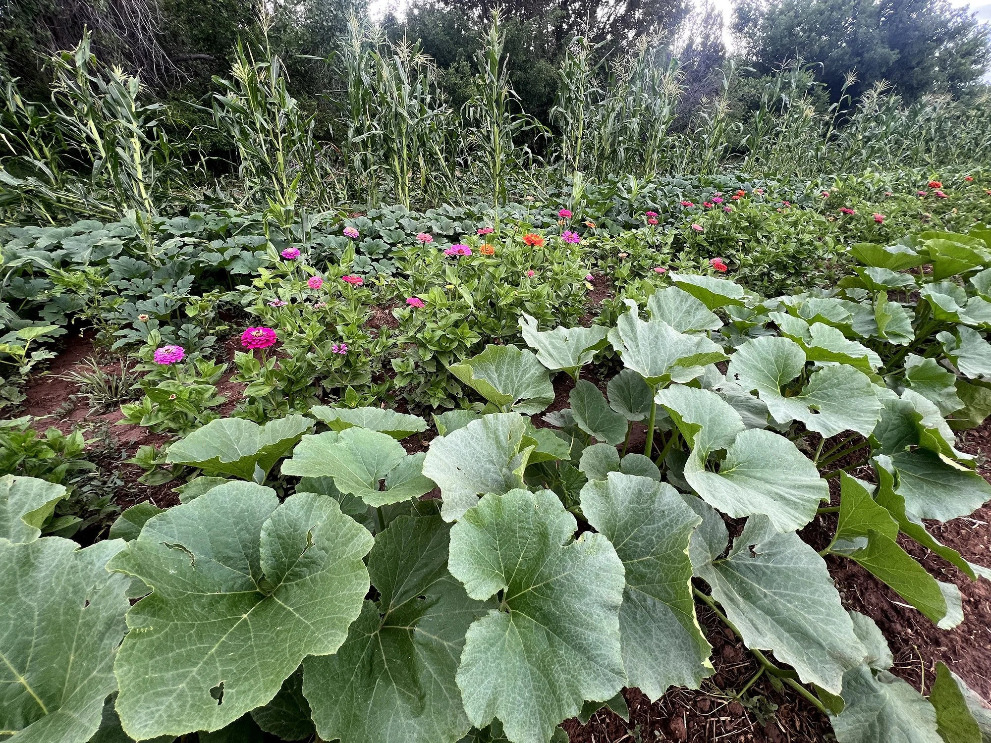 HawkMoth Farm Field Crops