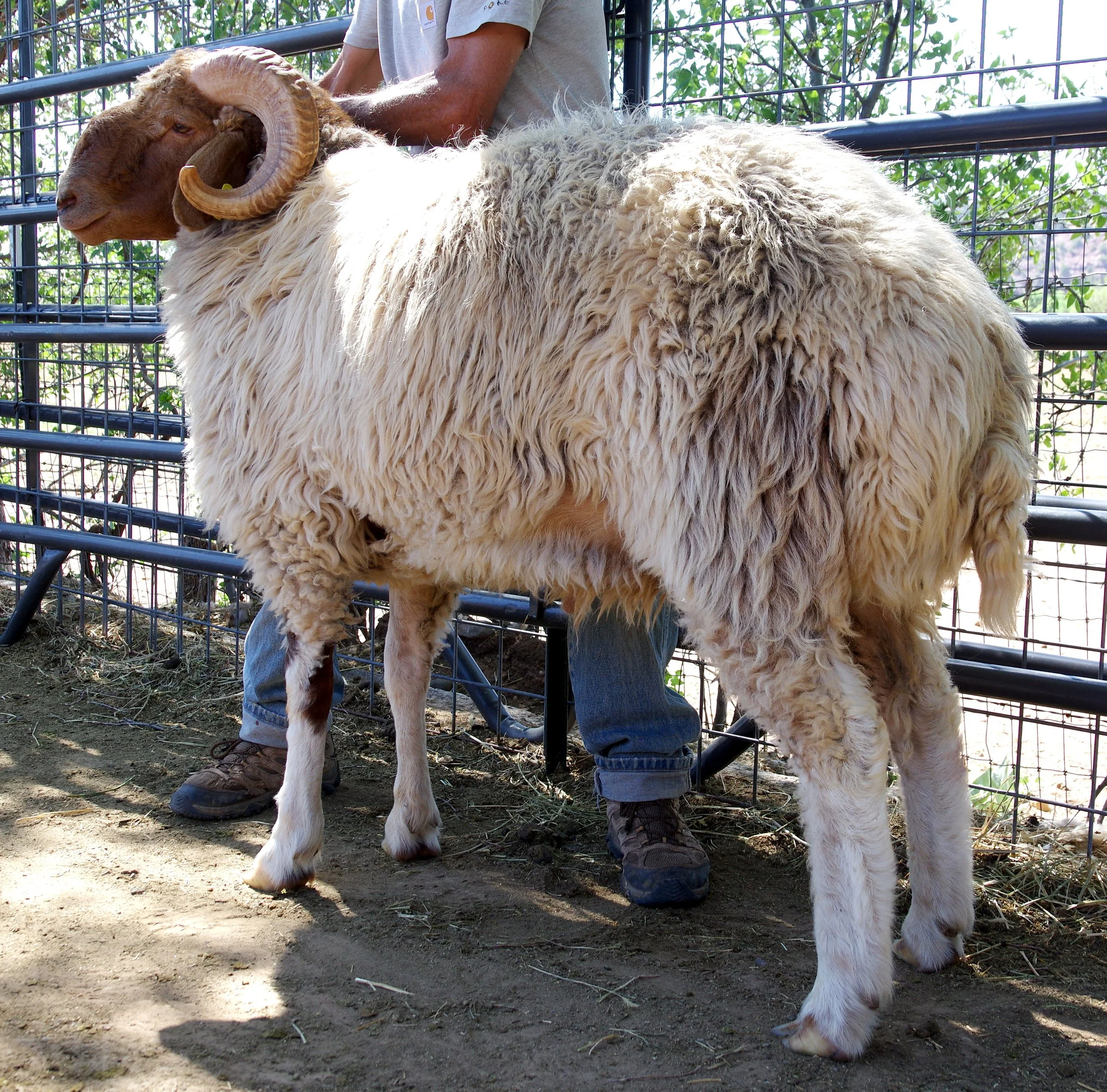 Proven Ram - HMQuesada