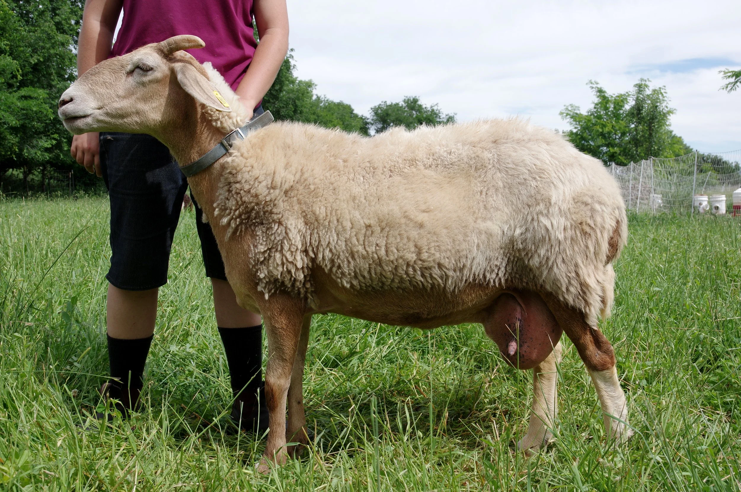 Proven Ewe - HMNia